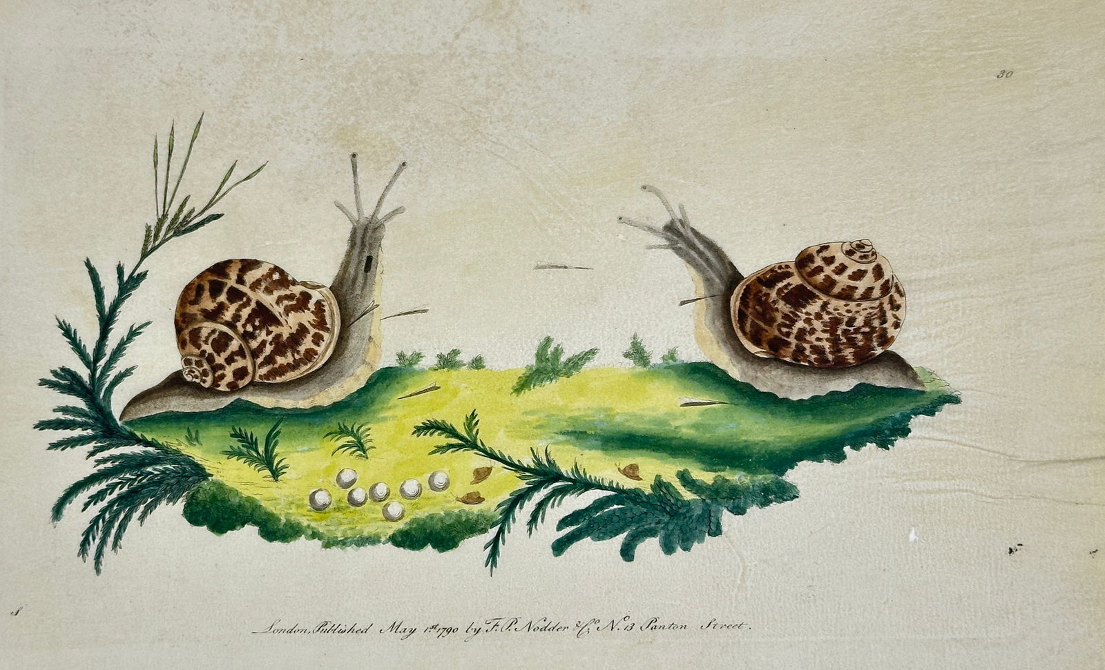 George Shaw – Two Garden Snails with Eggs – Hand-Colored Engraving (1 of 3)