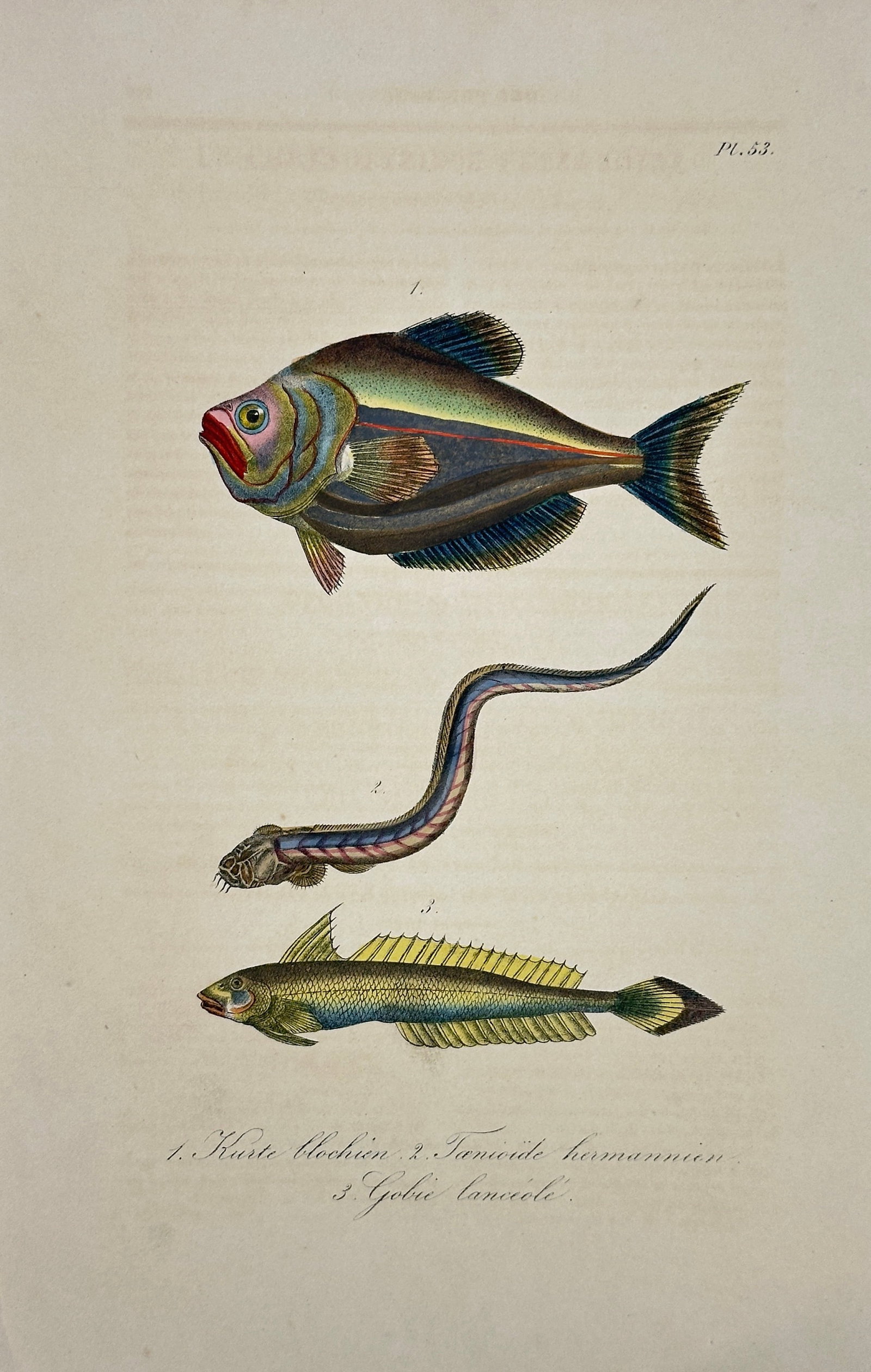 Bernard Germain de Lacépède – Blochian Kurte, Hermann's Fawn-– Hand-Colored Engraving (1 of 3)