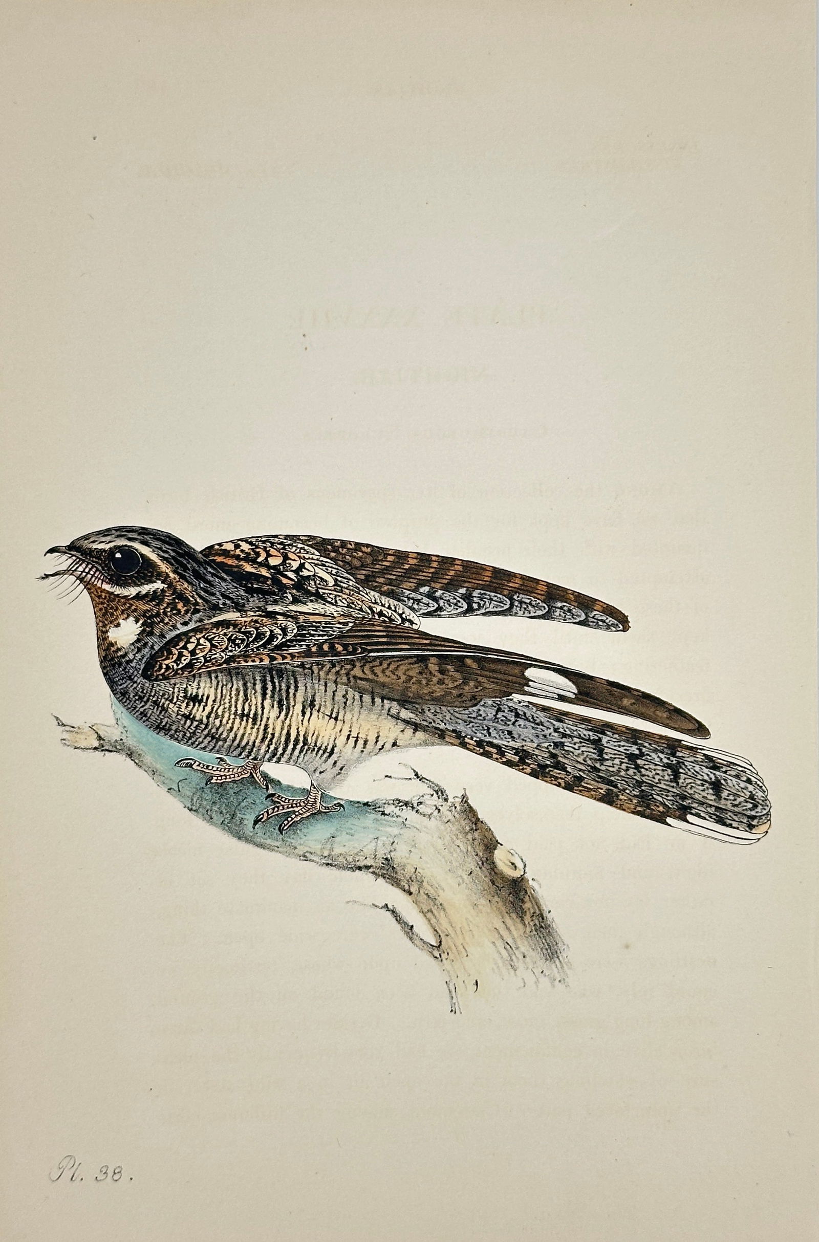 Henry Leonard Meÿer – European Nightjar – Hand-Colored Lithograph from Coloured Illustrations (1 of 3)