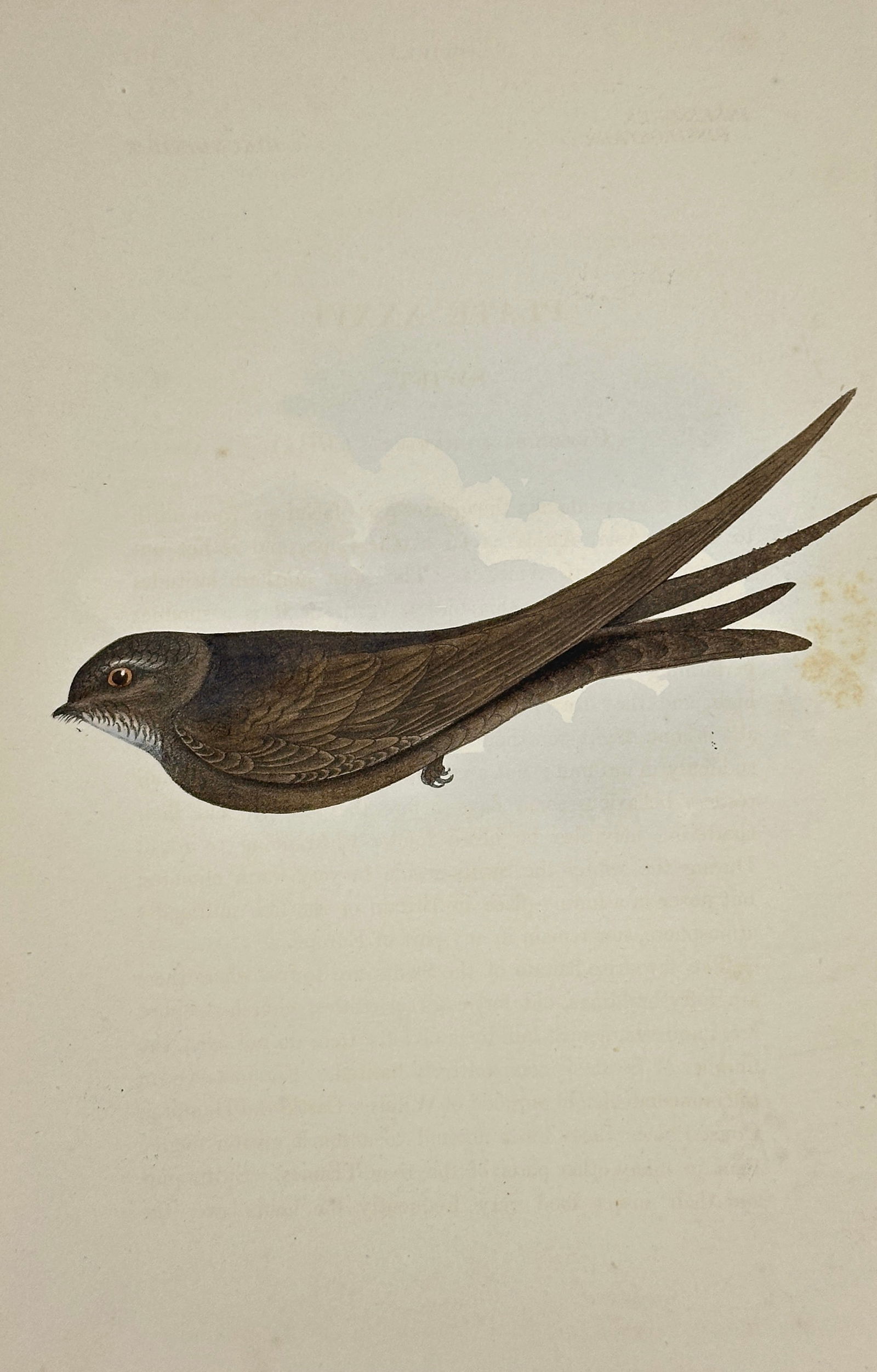 Henry Leonard Meÿer – Common Swift – Hand-Colored Lithograph from Coloured Illustrations (1 of 3)