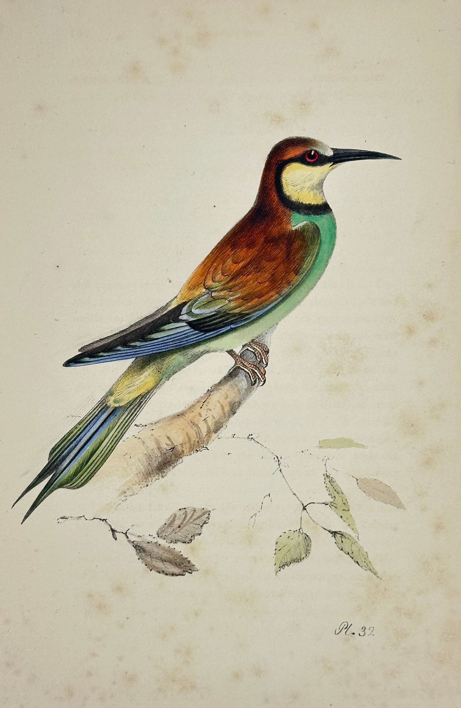 Henry Leonard Meÿer – European Bee-Eater – Hand-Colored Lithograph (1 of 3)