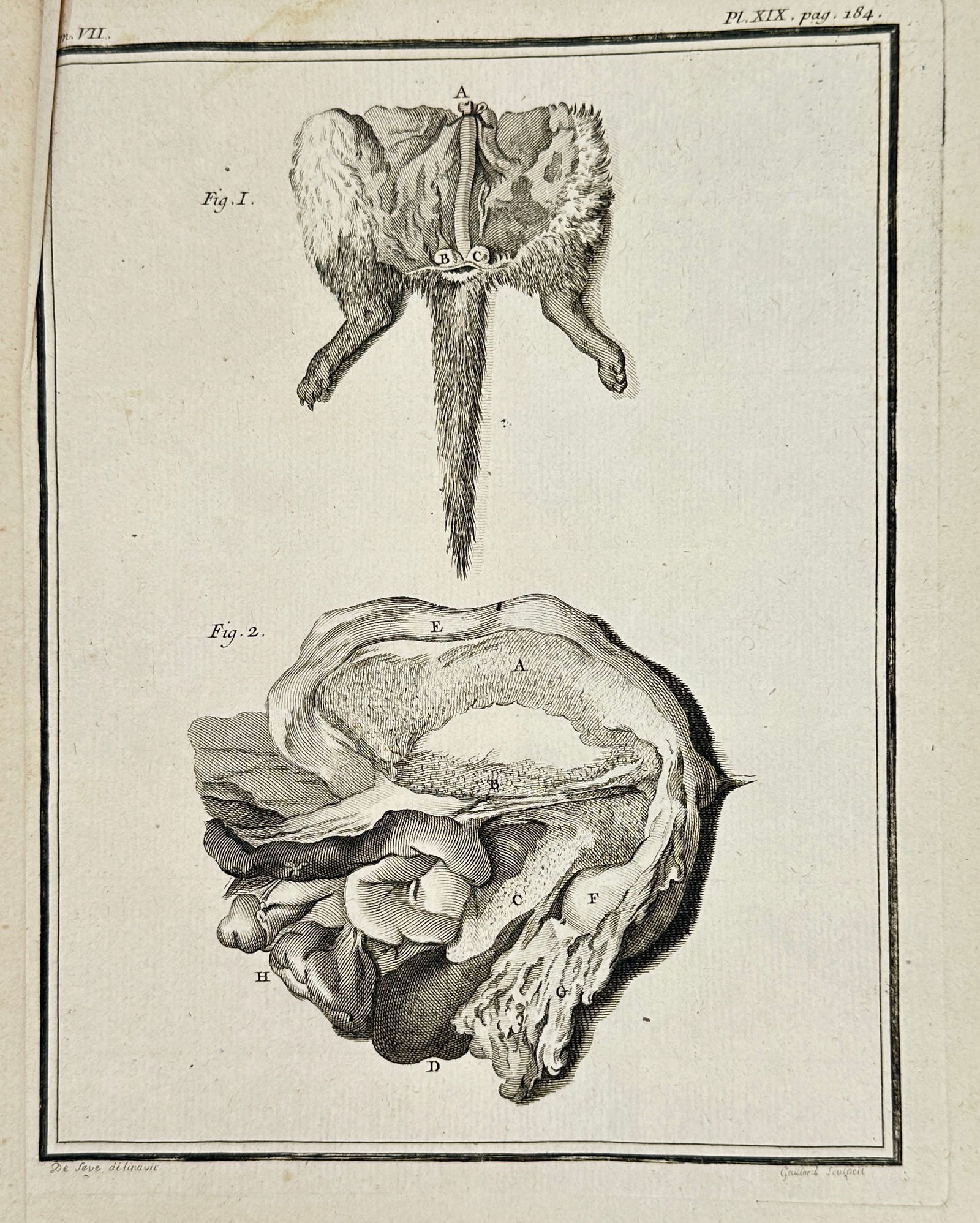 Jacques de Sève – Comparative Anatomical Dissection of Internal Organs – Copperplate Engraving: This original 18th-century anatomical engraving by Jacques de Sève presents two detailed scientific figures likely depicting dissected views of mammalian reproductive or digestive organs. The upper f