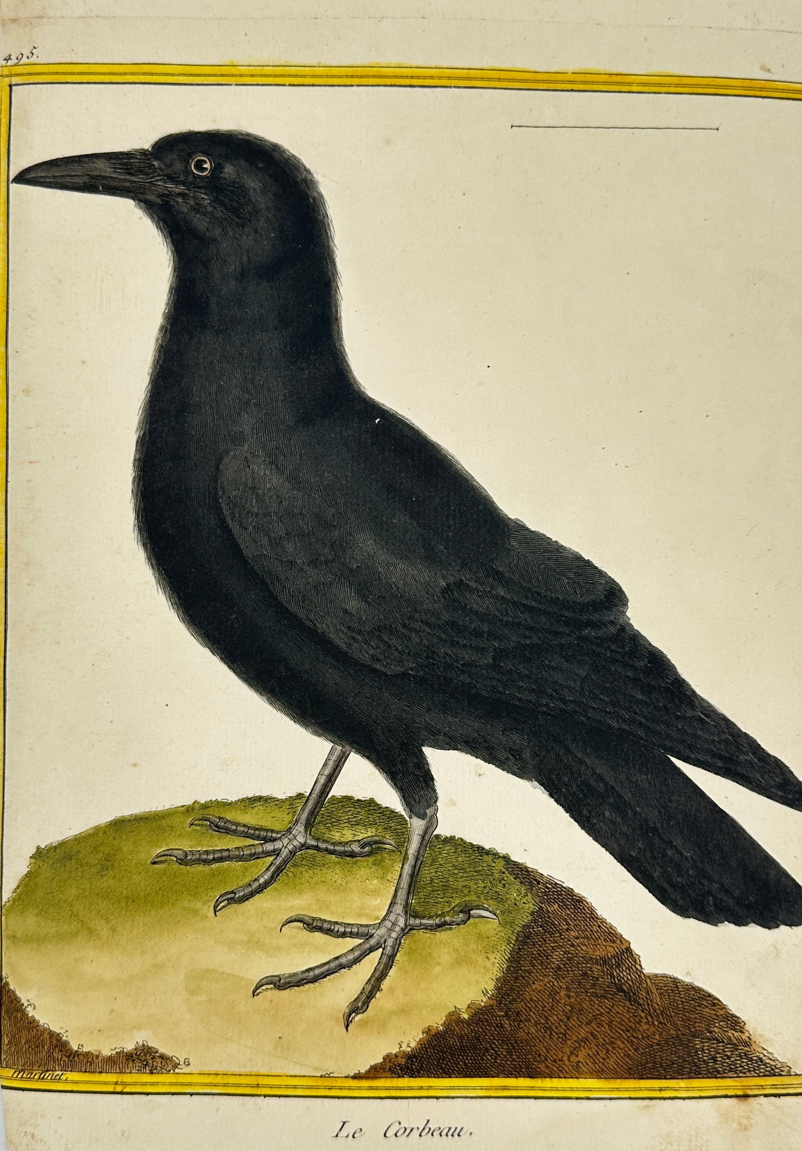 Georges-Louis Leclerc, Comte de Buffon – The Crow – Hand-Colored Engraving from Histoire (1 of 3)