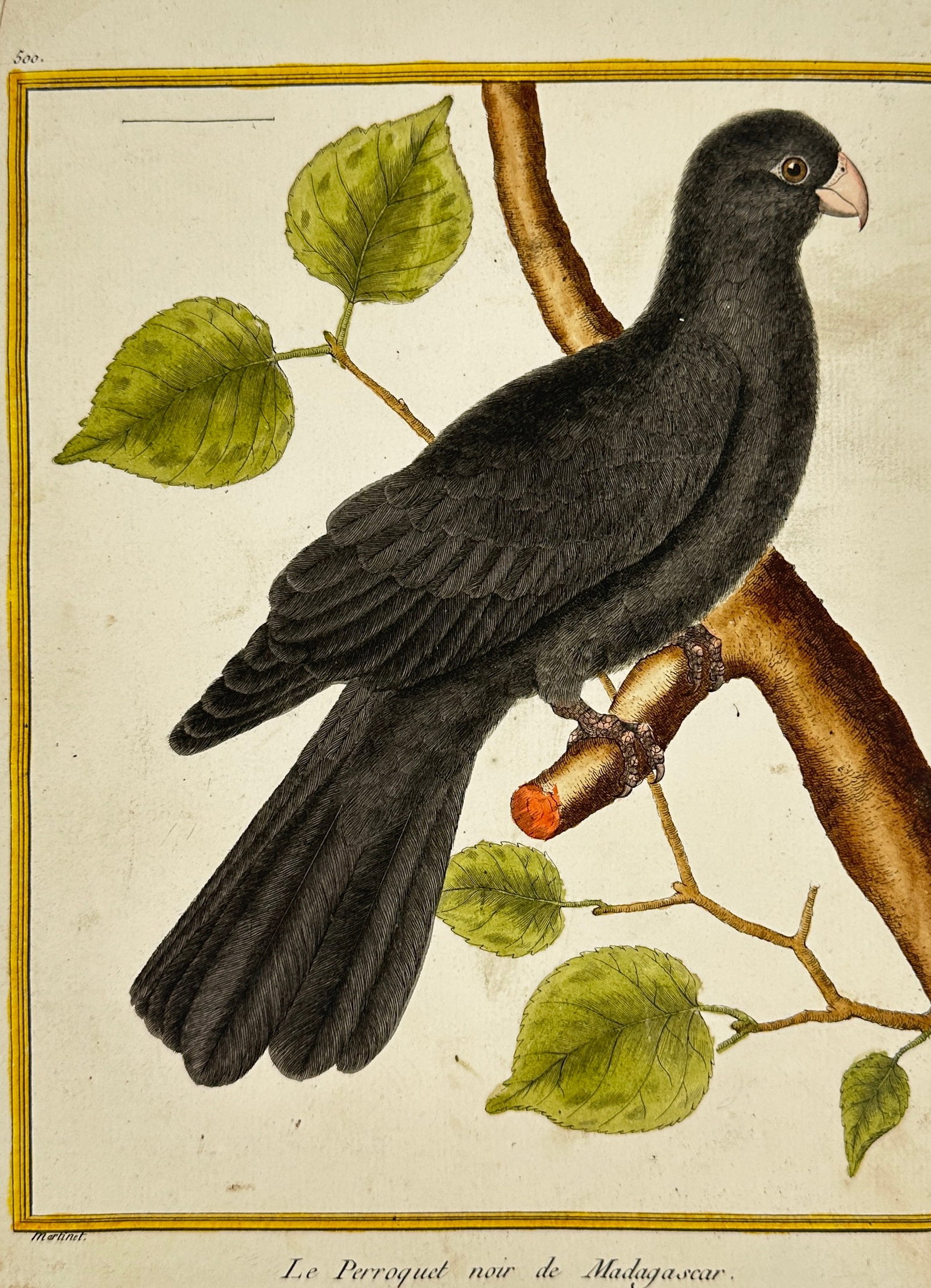 Georges-Louis Leclerc, Comte de Buffon – Black Parrot of Madagascar – Hand-Colored Engraving (1 of 3)
