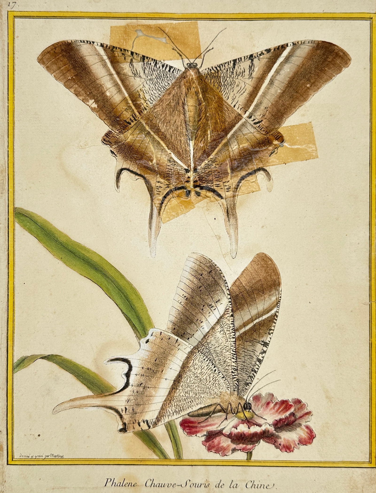 Georges-Louis Leclerc, Comte de Buffon – Chinese Bat Moths – Hand-Colored Engraving (1 of 3)