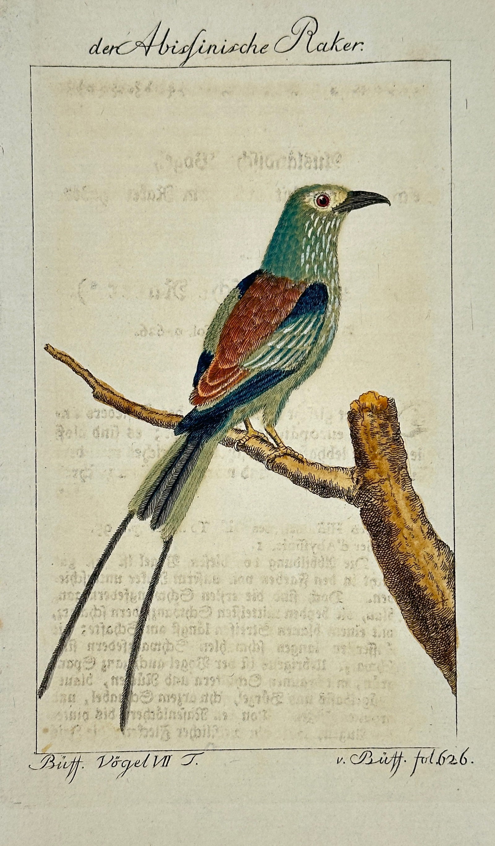 François-Nicolas Martinet – The Abyssinian Roller – Hand-Colored Engraving – 18th Century (1 of 3)