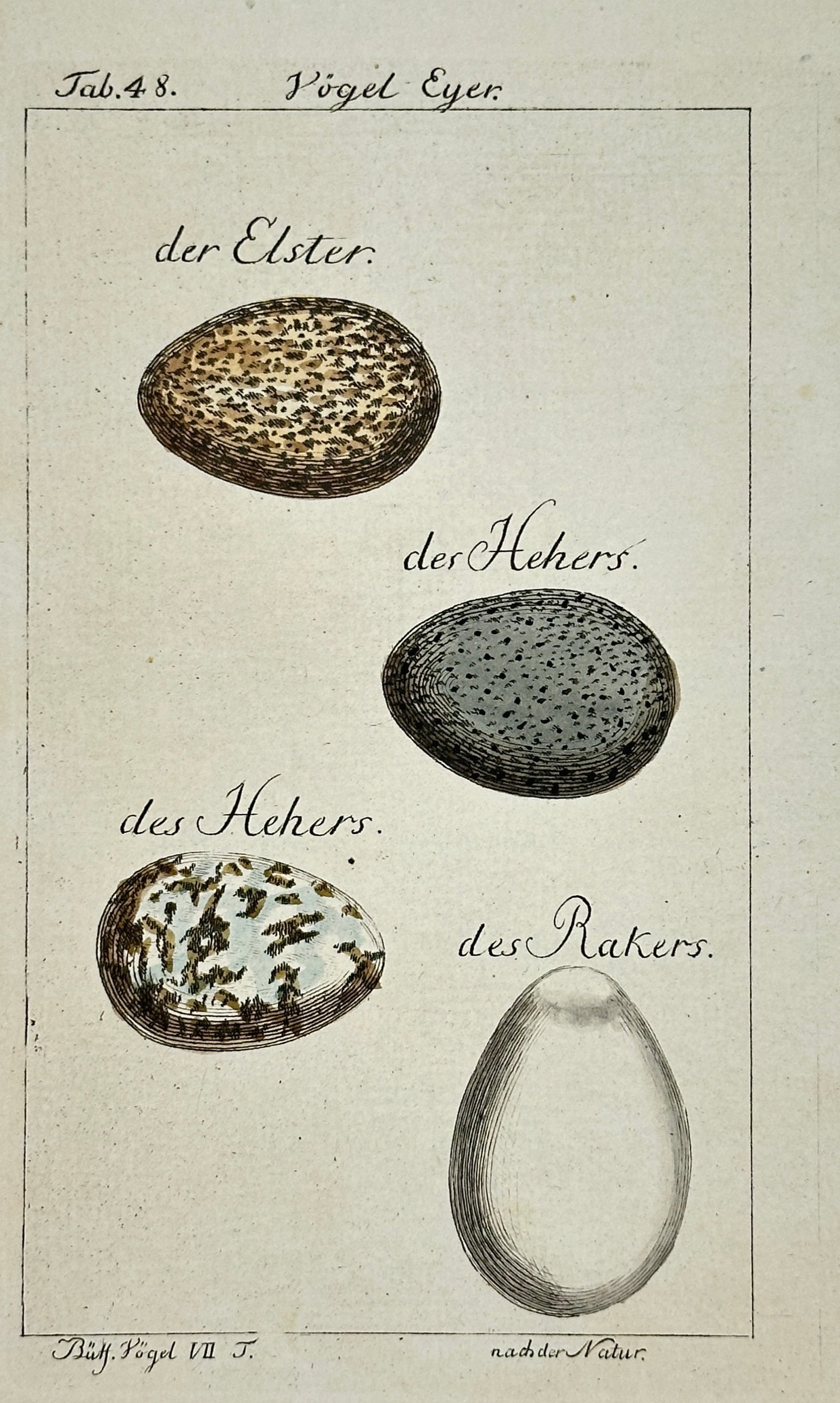 François-Nicolas Martinet – Bird Eggs: Magpie, Jay, and Roller – Hand-Colored Engraving – (1 of 3)