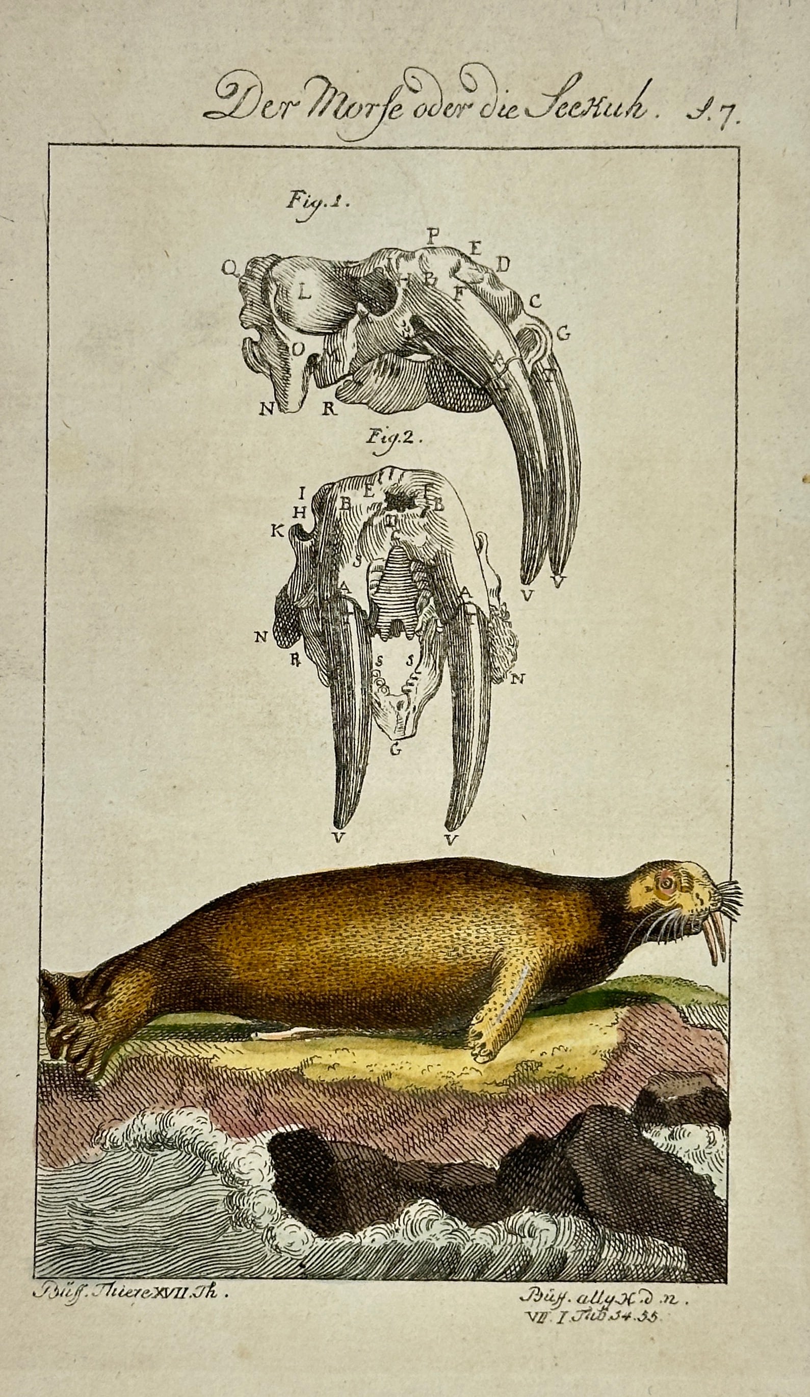 François-Nicolas Martinet – The Morfe or Sea Cow – Hand-Colored Engraving – 18th Century (1 of 3)