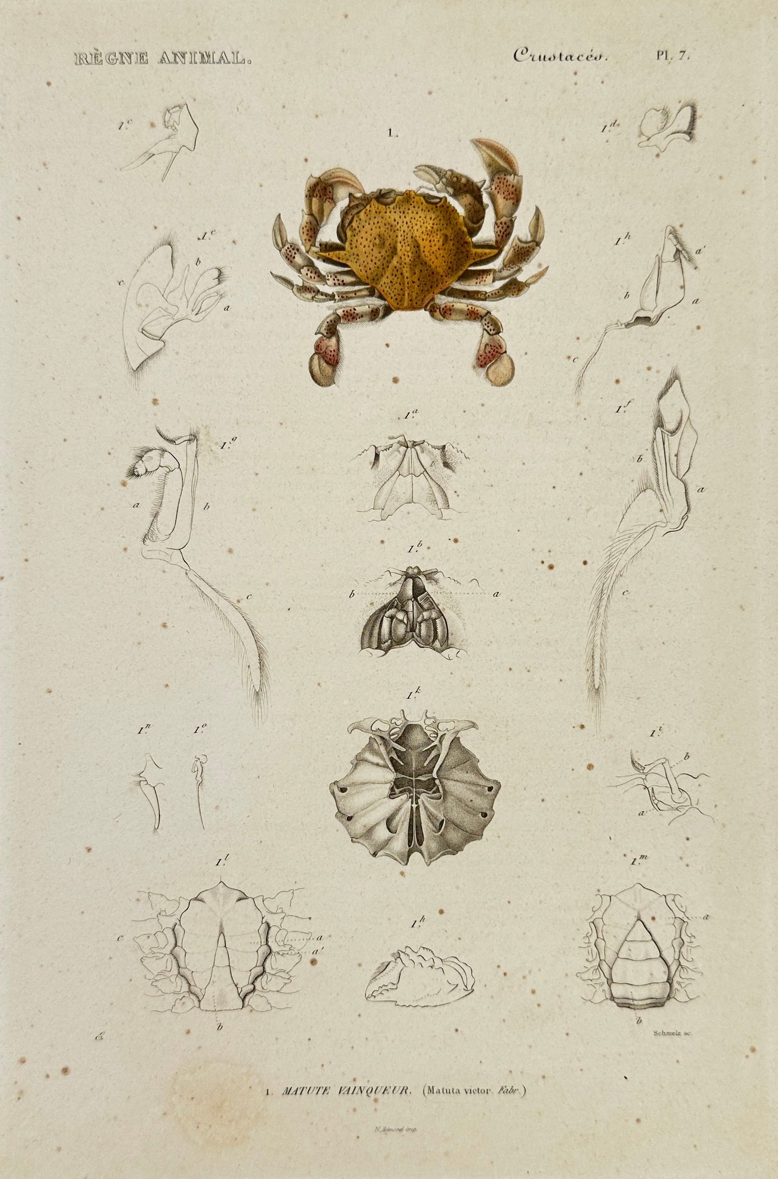 Georges Cuvier – Matuta Victor (Crab) from Le Règne Animal – Hand-Colored Engraving – circa (1 of 3)
