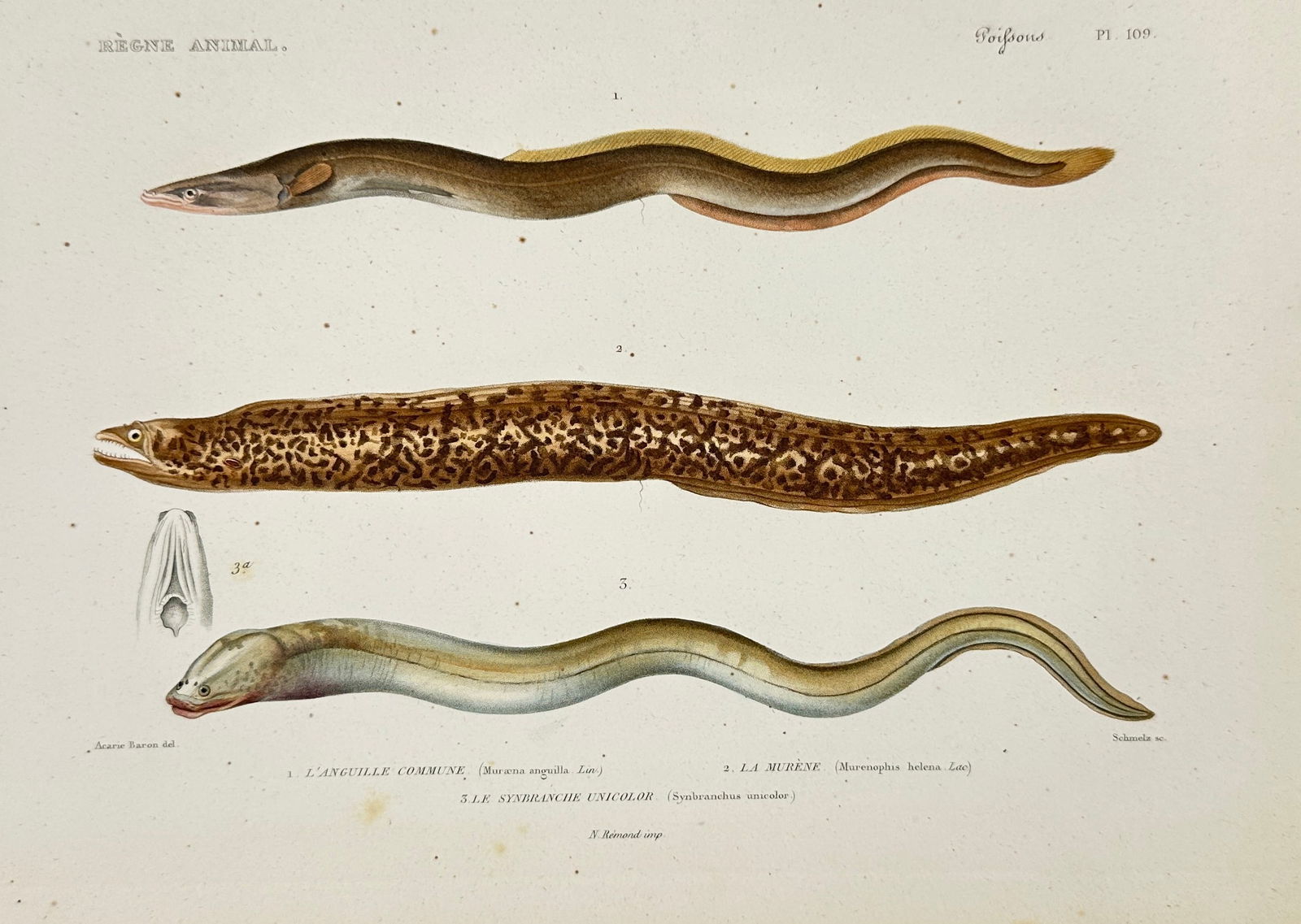 Georges Cuvier – Eels and Moray from Le Règne Animal – Hand-Colored Engraving – circa 1820s (1 of 3)