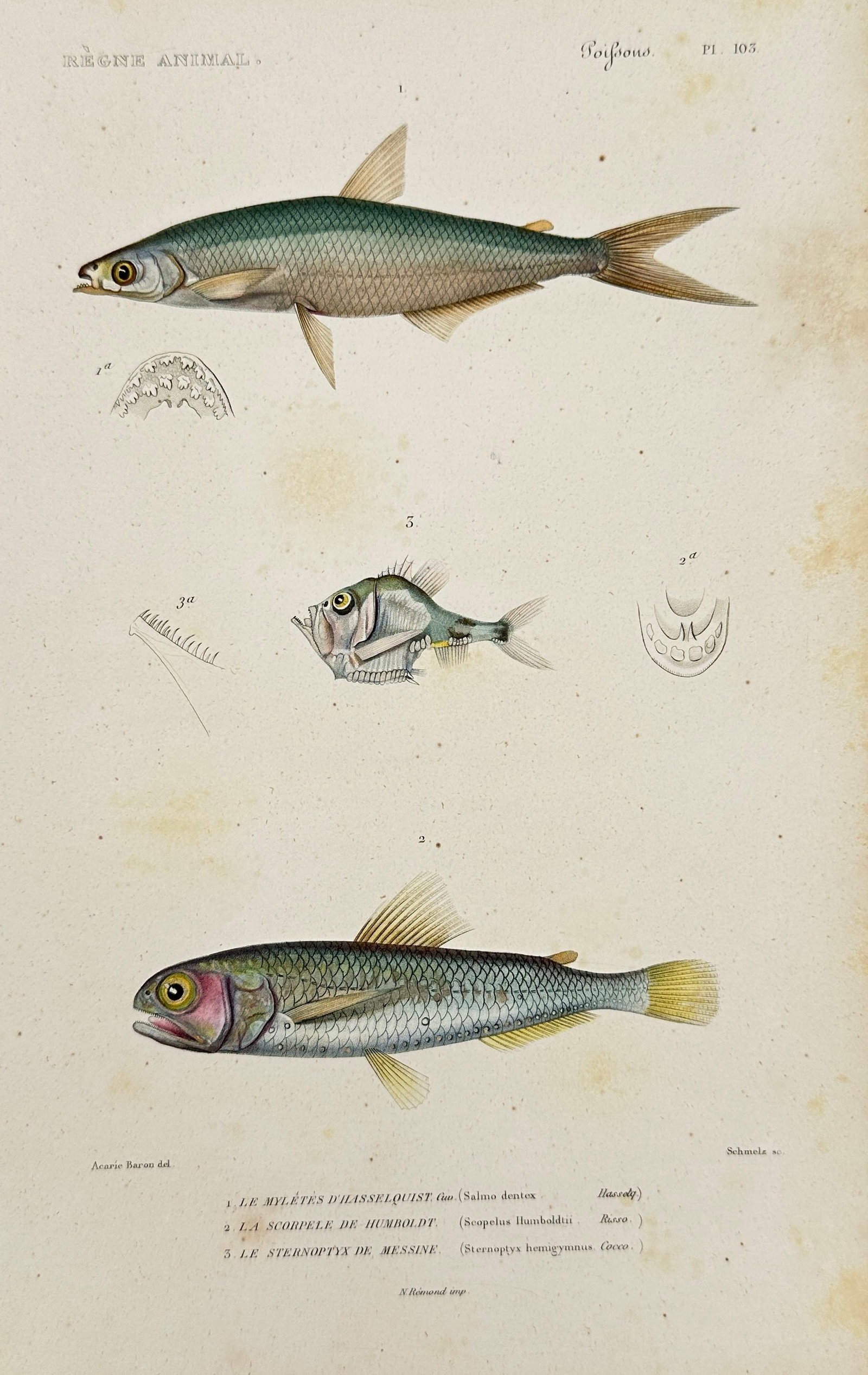 Georges Cuvier – Le Mylètes d’Hasselquist, La Scorpule de Humboldt from Le Règne Animal: This exquisite hand-colored engraving from Georges Cuvier’s Le Règne Animal illustrates three distinct fish species: Salmo dentex (Le Mylètes d’Hasselquist), Scorpaena humboldti (La Scorpule de 
