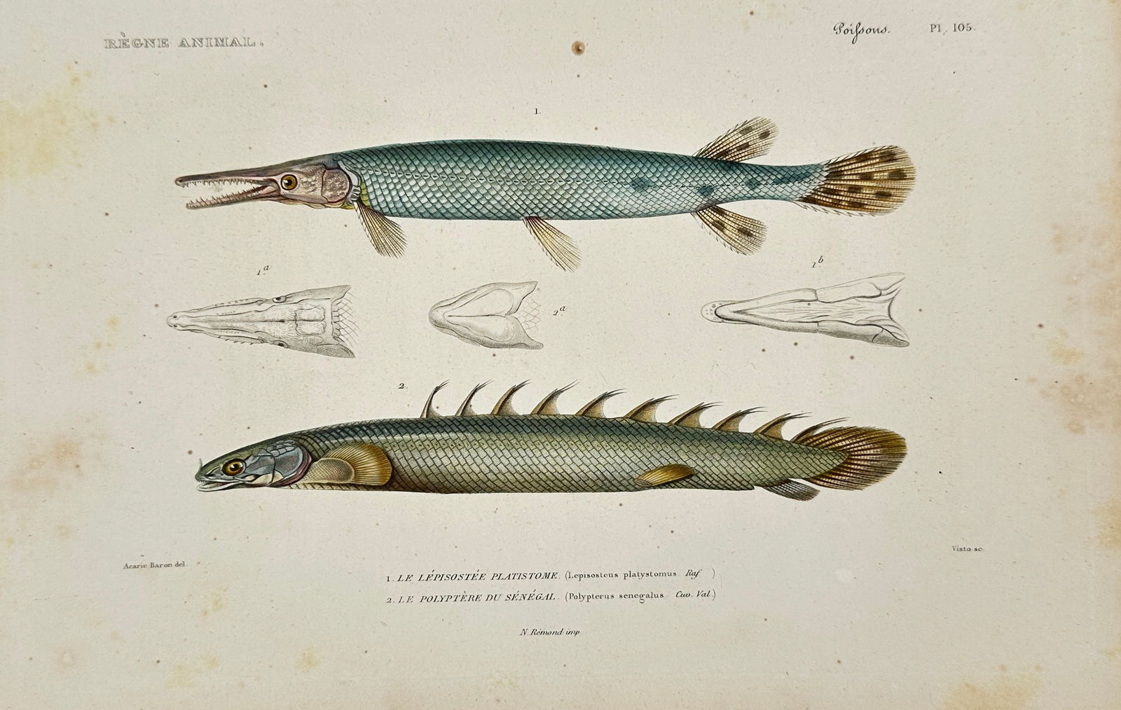 Georges Cuvier – Le Lepisostée Platistome from Le Règne Animal – Hand-Colored Engraving – (1 of 3)