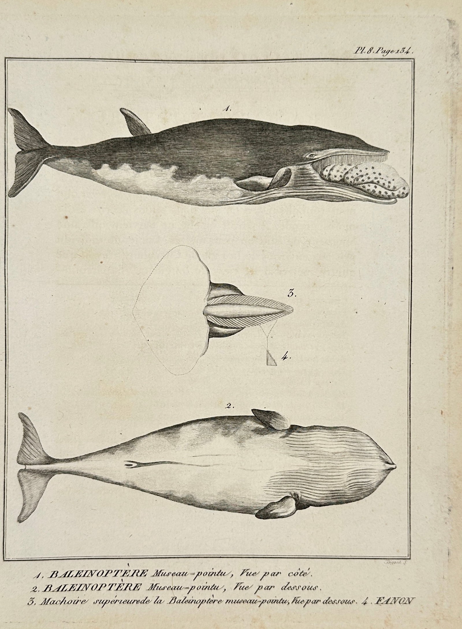 Bernard Germain de Lacépède – Common Minke Whale, Baleen – Hand-Colored Engraving – 1832: This original 19th-century hand-colored engraving depicts the Common Minke Whale (Balaenoptera acutorostrata), highlighting its baleen plates essential for filter feeding. Created as part of Bernard G