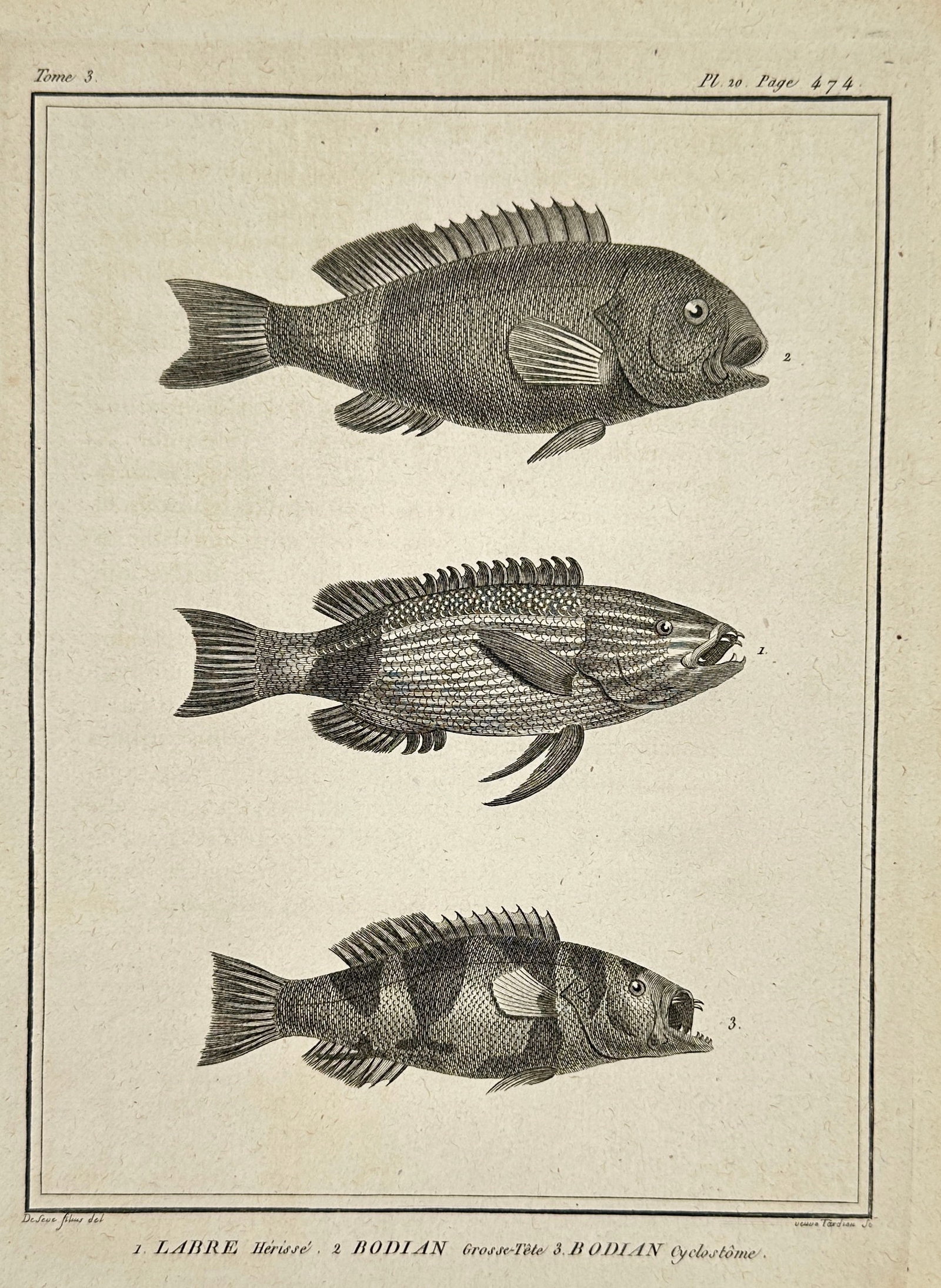 Bernard Germain de Lacépède – Labre Hérissé, Bodian Gros Tête, Bodian Cyclostome –: This original 19th-century engraving features three fish species studied by Bernard Germain de Lacépède: Spiny Wrasse (Labre Hérissé), Large-Headed Bodian (Bodian Gros Tête), and Cyclostome Bodia
