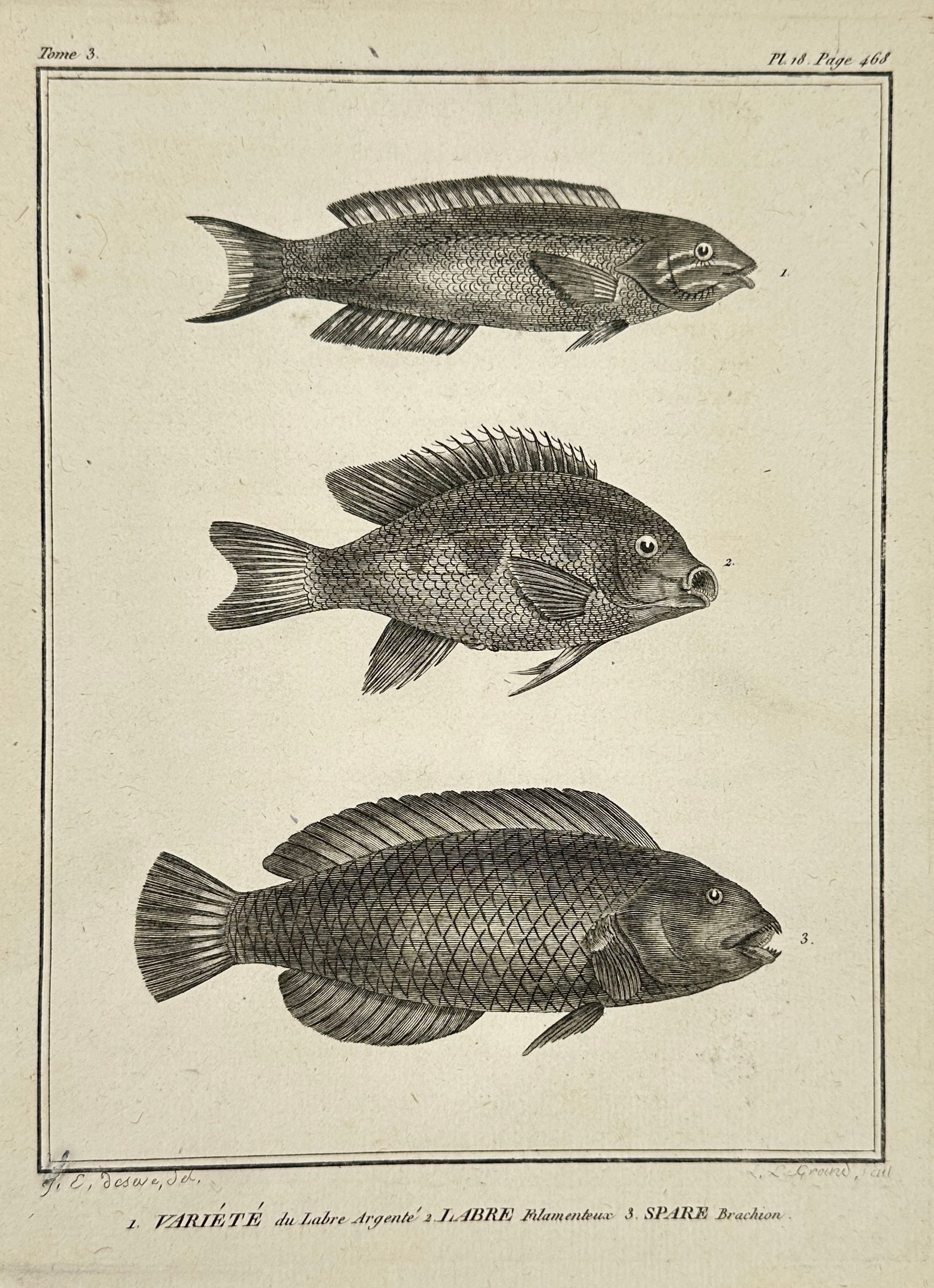 Bernard Germain de Lacépède – Variety of the Silver Wrasse, Filamentous Wrasse, Spare Wrasse: This original 19th-century engraving depicts three wrasse varieties studied by Bernard Germain de Lacépède: the Variety of the Silver Wrasse (Variété du Labre Argenté), the Filamentous Wrasse (La