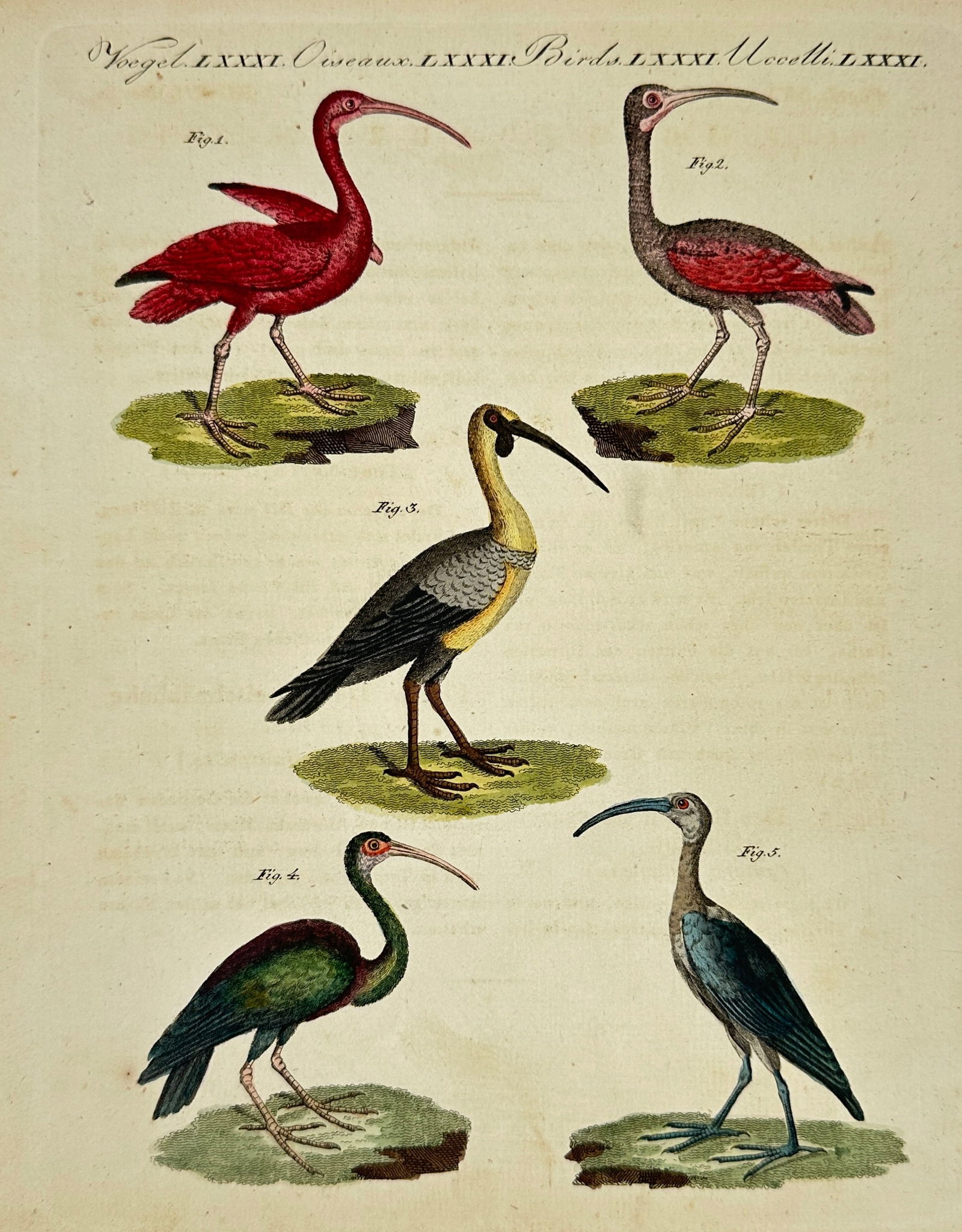 Carl Bertuch – Species of Ibis: Scarlet, Black-faced, Cayenne, and Glossy (1 of 3)