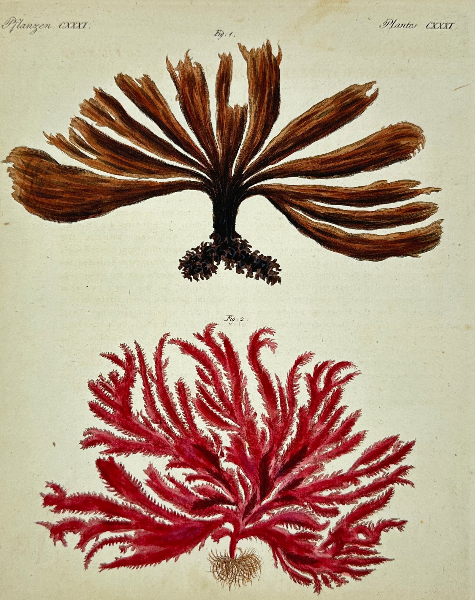 Carl Bertuch – Seaweed Illustrations – Hand-Colored Engraving – Early 19th Century: This exquisite hand-colored engraving presents two species of seaweed, showcasing Carl Bertuch’s detailed botanical artistry. The upper specimen displays broad brown fan-shaped fronds, while the low