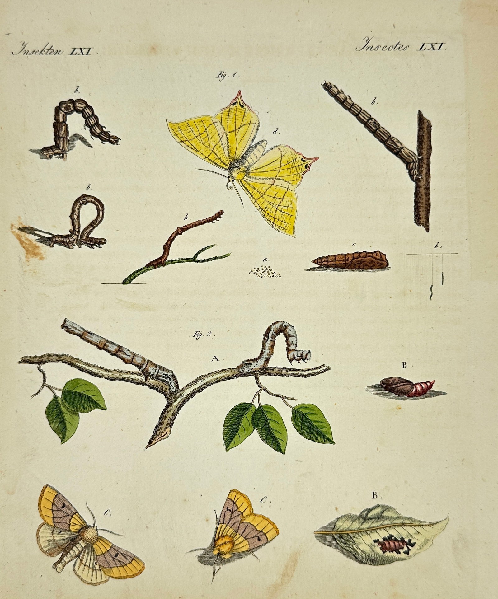 Carl Bertuch – Insects and Caterpillars – Hand-Colored Copperplate Engraving – Early 19th (1 of 3)