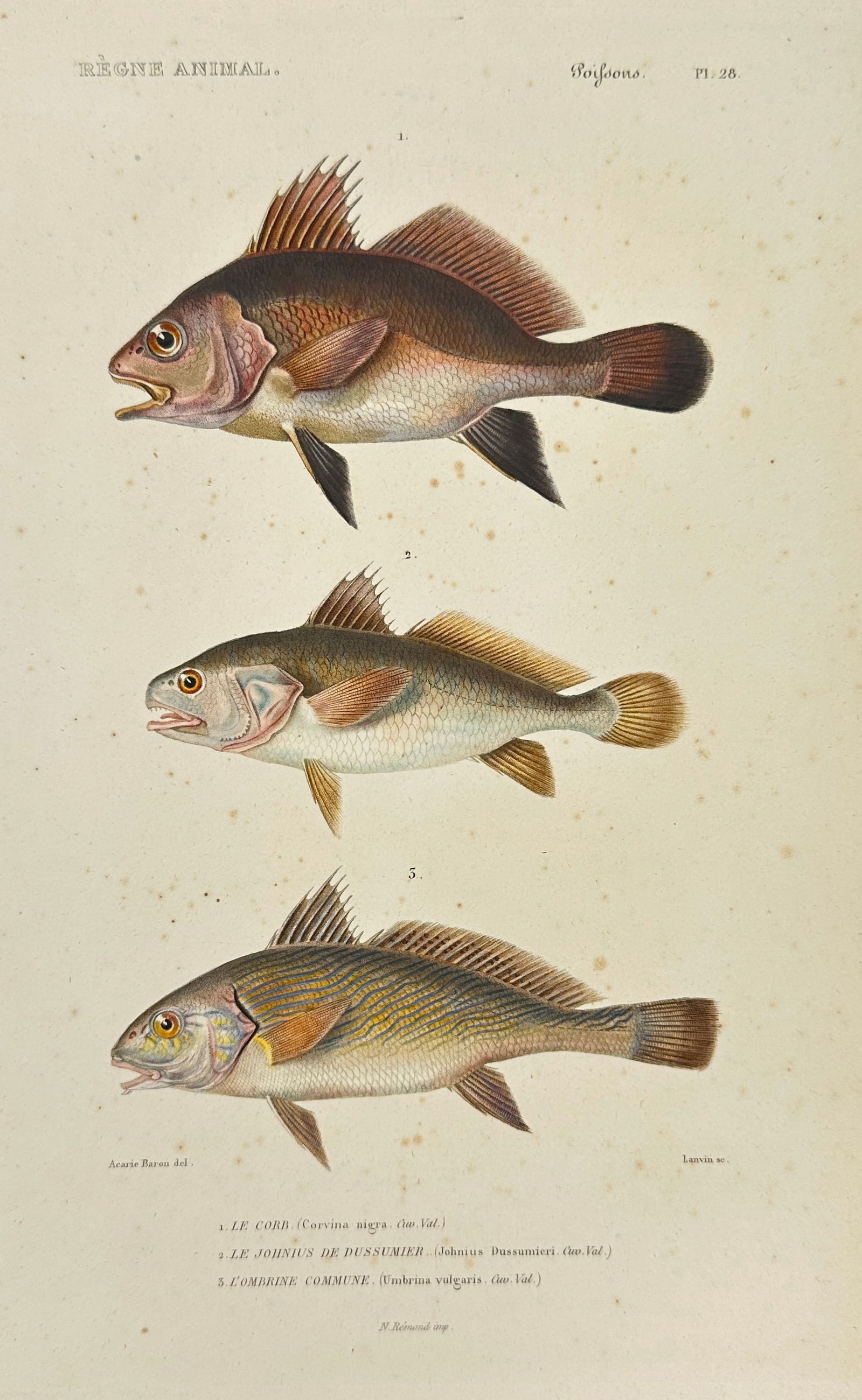 Cuvier & Oudart – Drum Fish & Croakers (Pl. 36) – Hand-Coloured Engraving – c. 1840 (1 of 3)