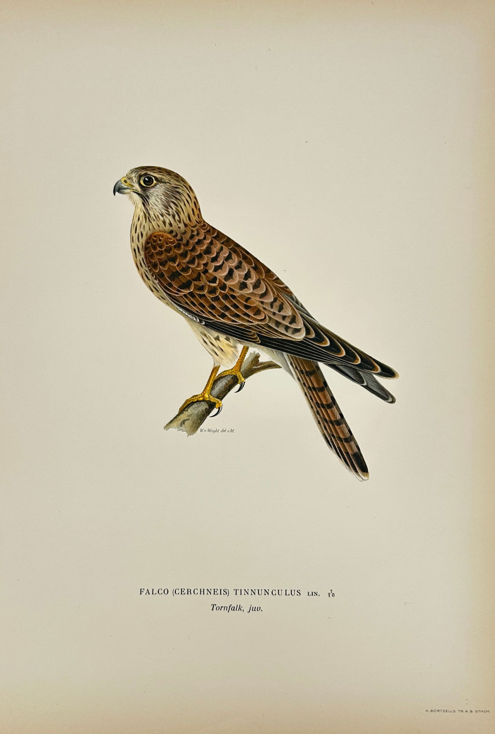 Von Wright Brothers – Common Kestrel (Falco tinnunculus) – Color Lithograph – c. 1830 (1 of 3)