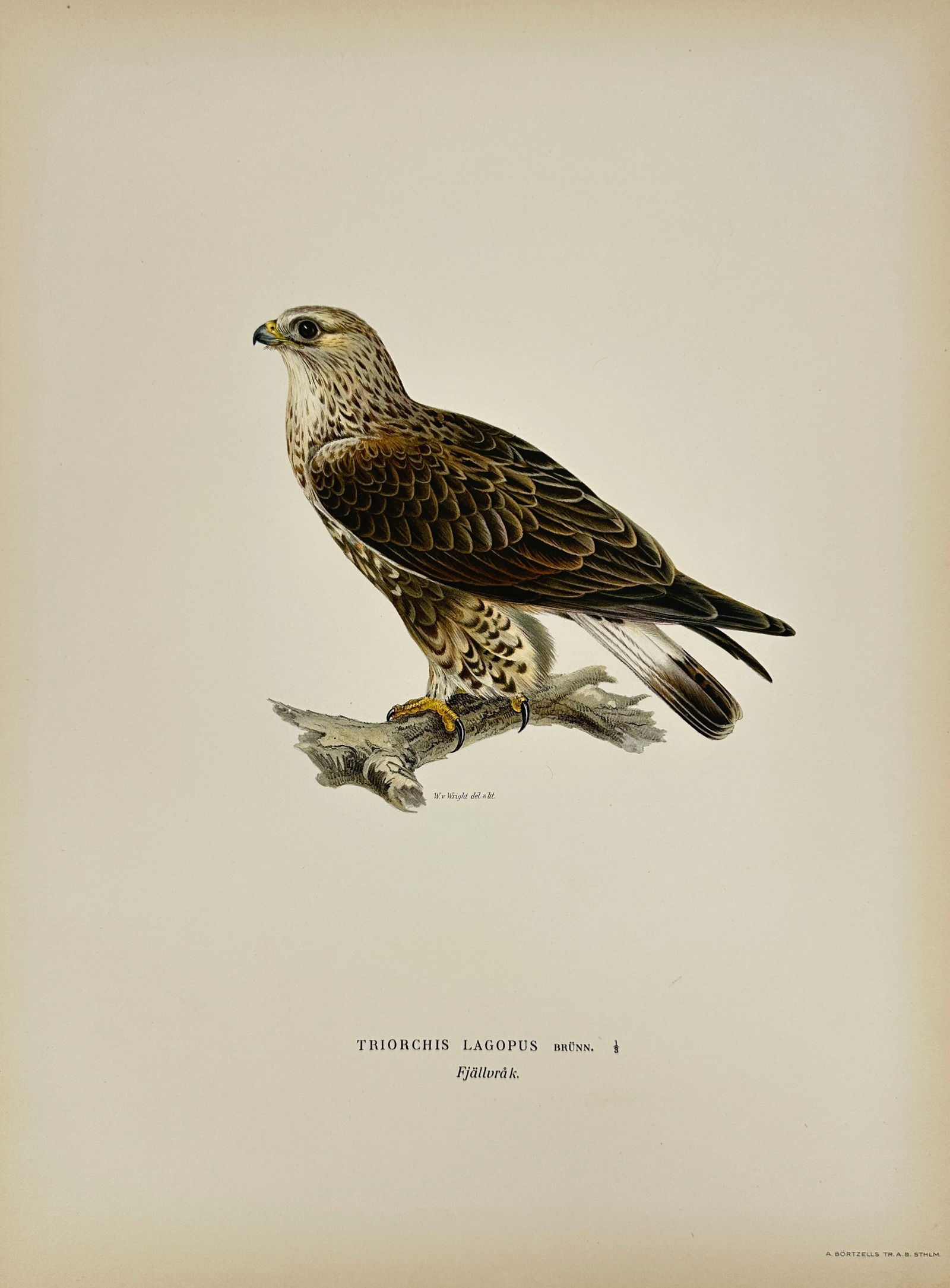 Von Wright Brothers – Rough-legged Buzzard (Buteo lagopus) – Color Lithograph – c. 1830 (1 of 3)