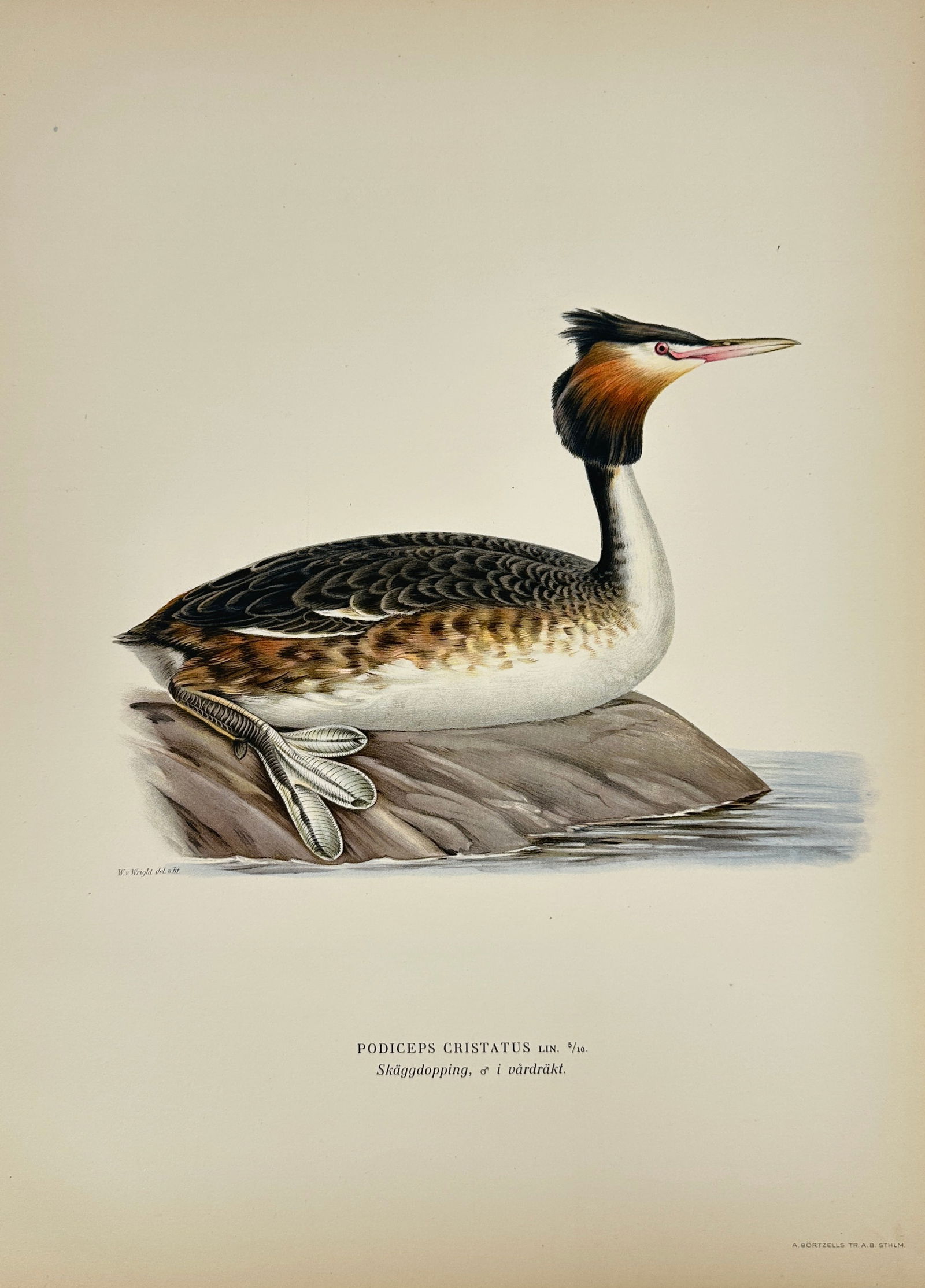 Von Wright Brothers – Great Crested Grebe (Podiceps cristatus) – Color Lithograph – c. 1830 (1 of 3)