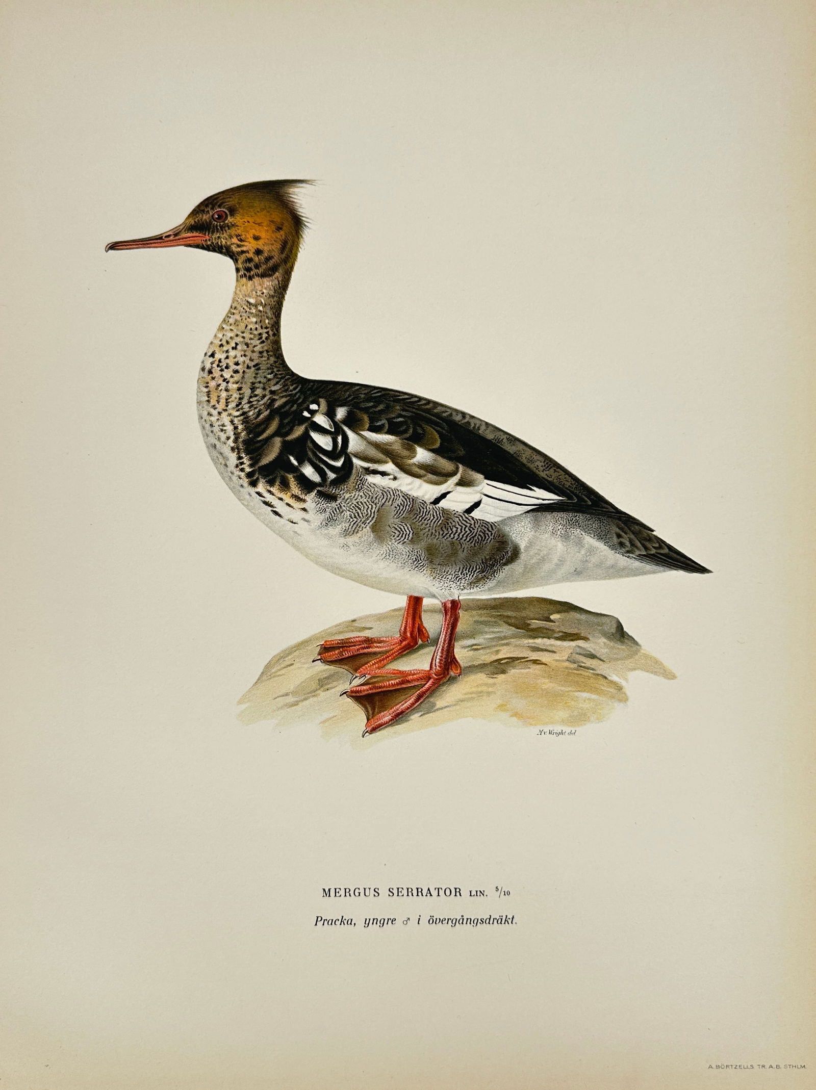 Von Wright Brothers – Red-breasted Merganser (Mergus serrator) – Color Lithograph – c. 1830 (1 of 3)