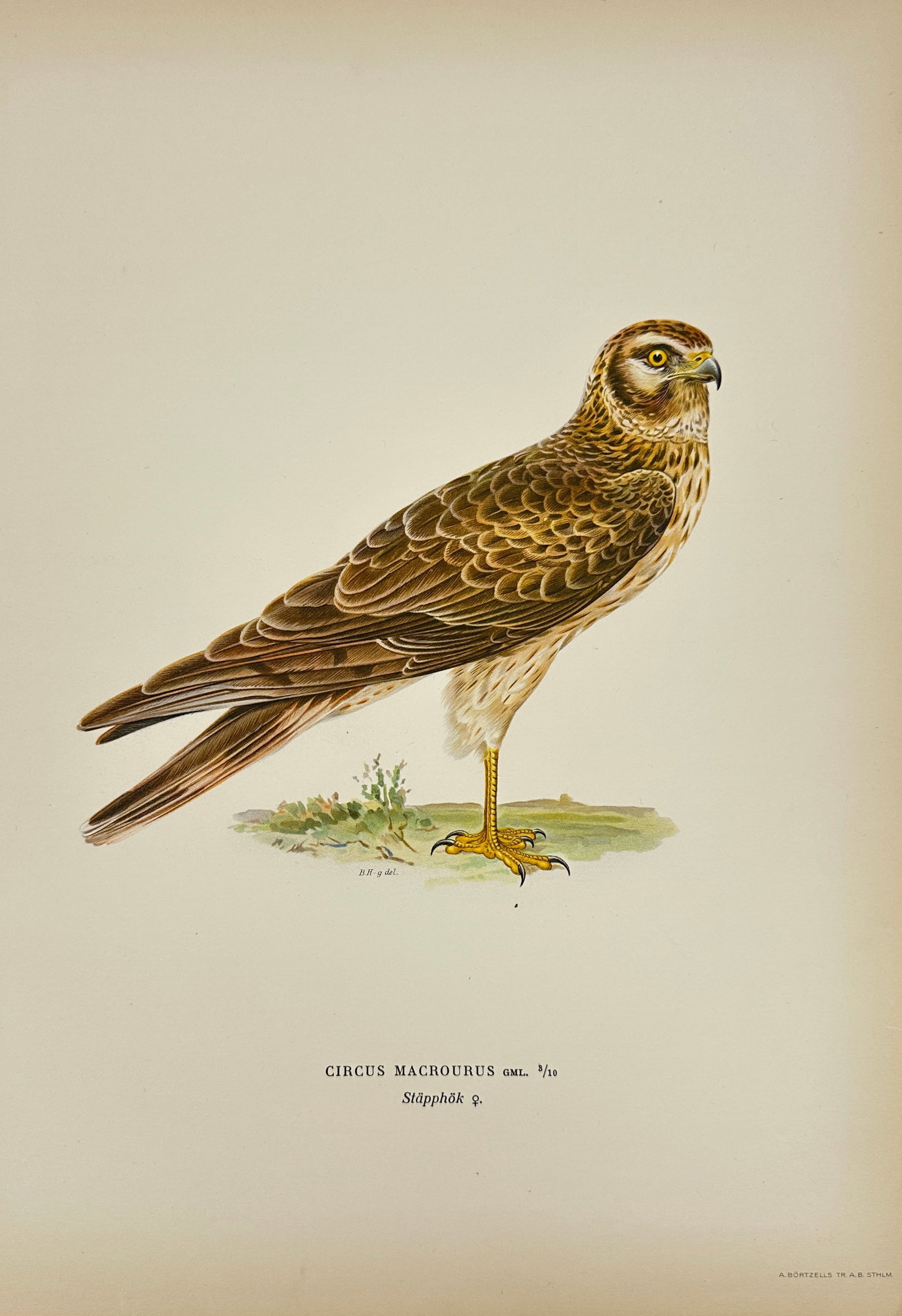 Von Wright Brothers – Pallid Harrier (Circus macrourus) – Color Lithograph – c. 1925 (1 of 3)