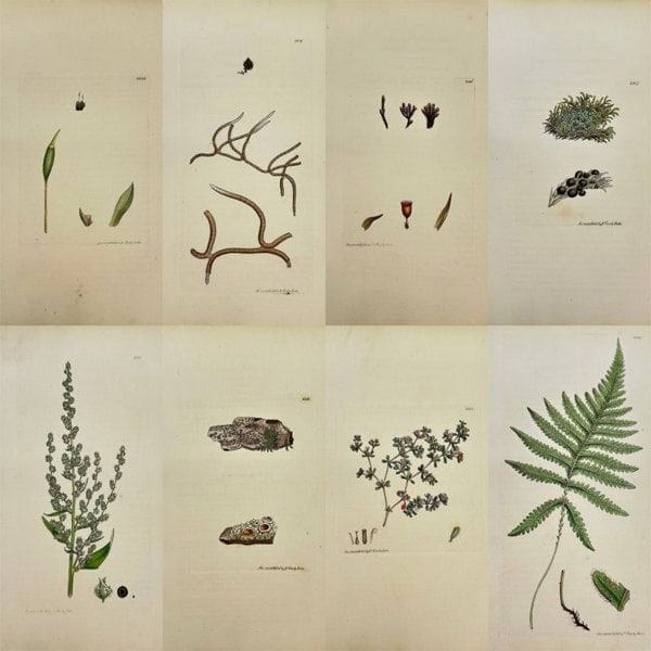 James Sowerby – Set of 8 Botanical Studies – Alpine Grimmia & Sea-Heath – Hand-Coloured: This superb set of eight original hand-coloured engravings is from English Botany or, Coloured Figures of British Plants, published by J. Davis in London between 1790 and 1814. The prints showcase a d