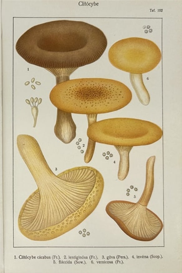 Adalbert Ricken – Clitocybe Fungi Plate II – Chromolithograph – 1915 (1 of 1)