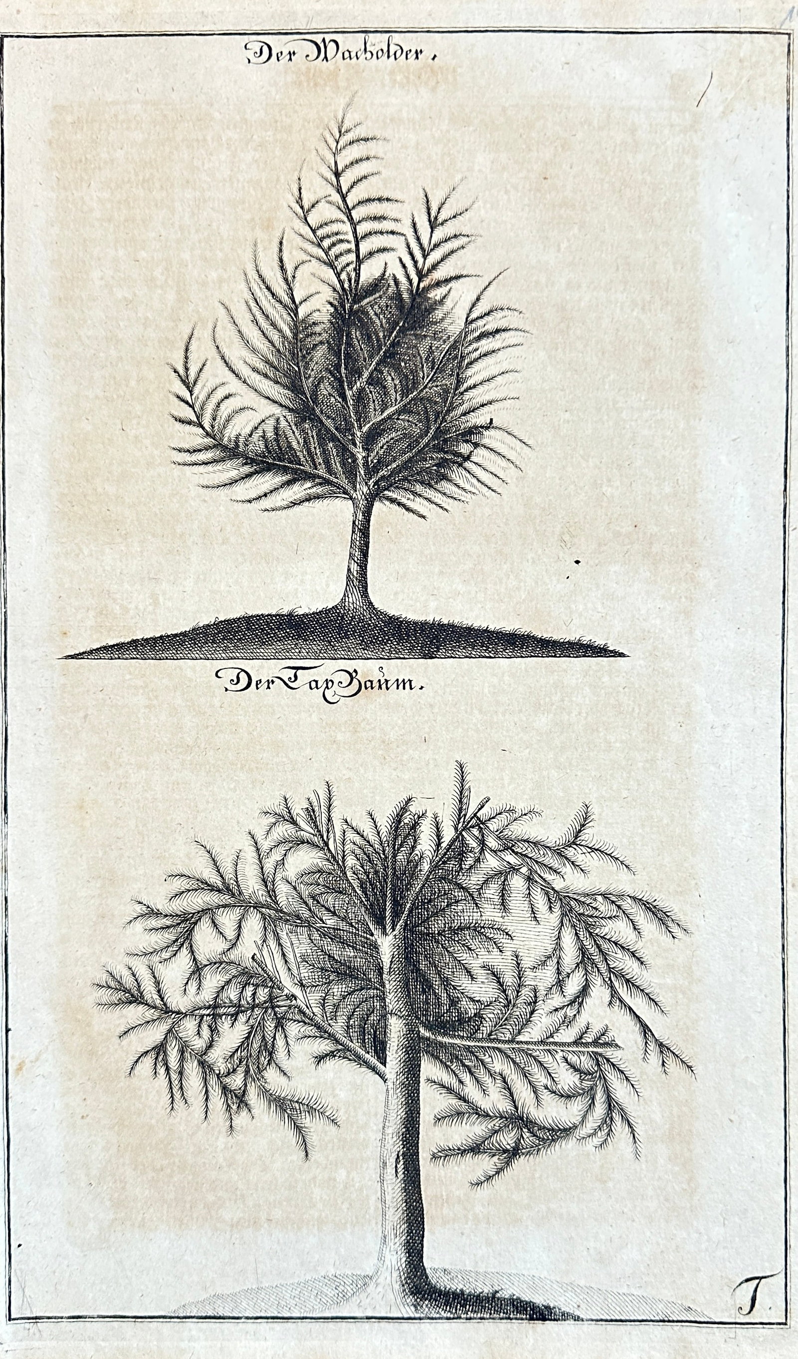 Georg Daniel Ringelberg – The Juniper and The Fir Tree – Engraving (18th Century) (1 of 3)