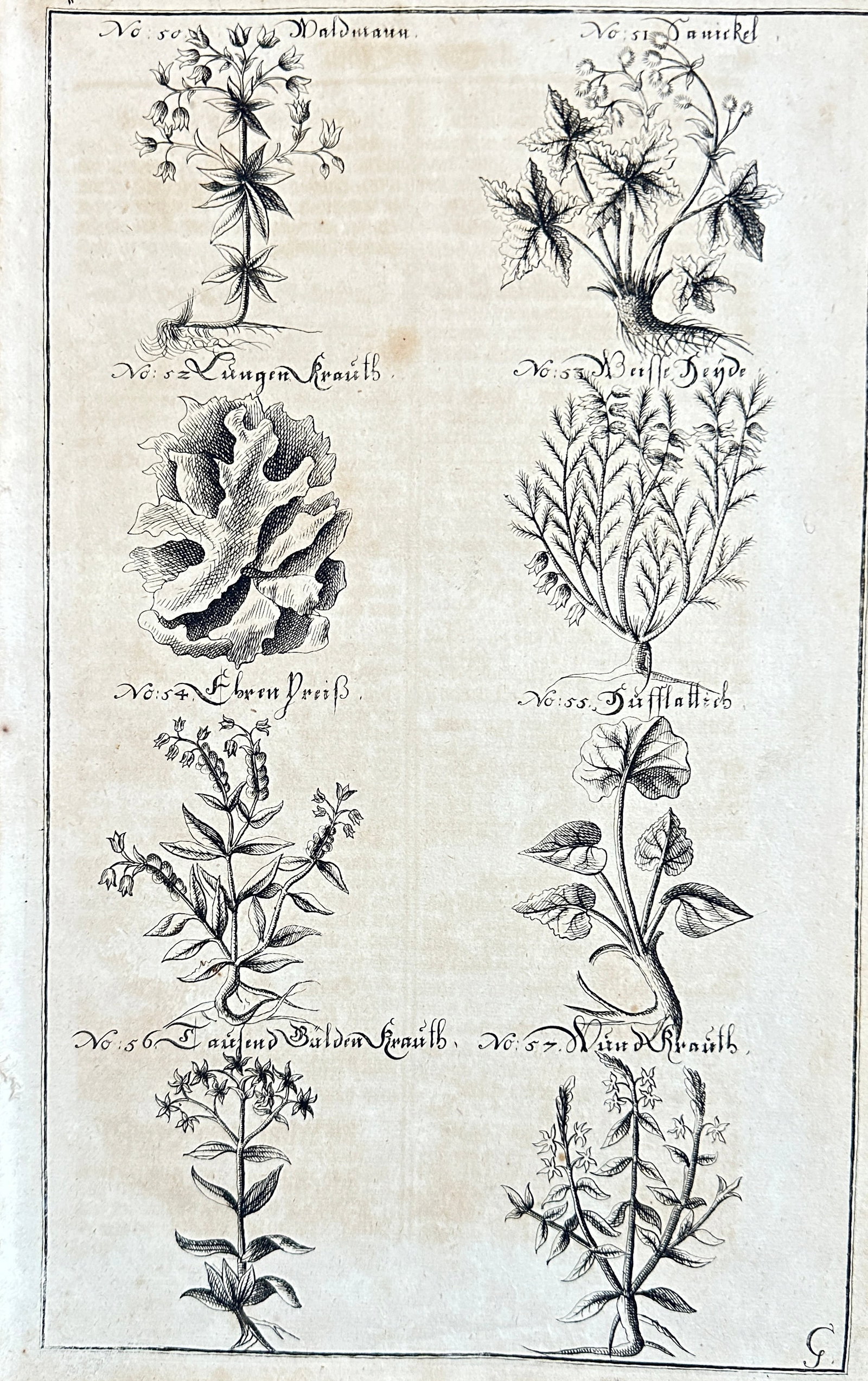 Georg Daniel Ringelberg – Botanical Studies (Lungwort, Wild Mustard, Centaury, and Others) (1 of 3)