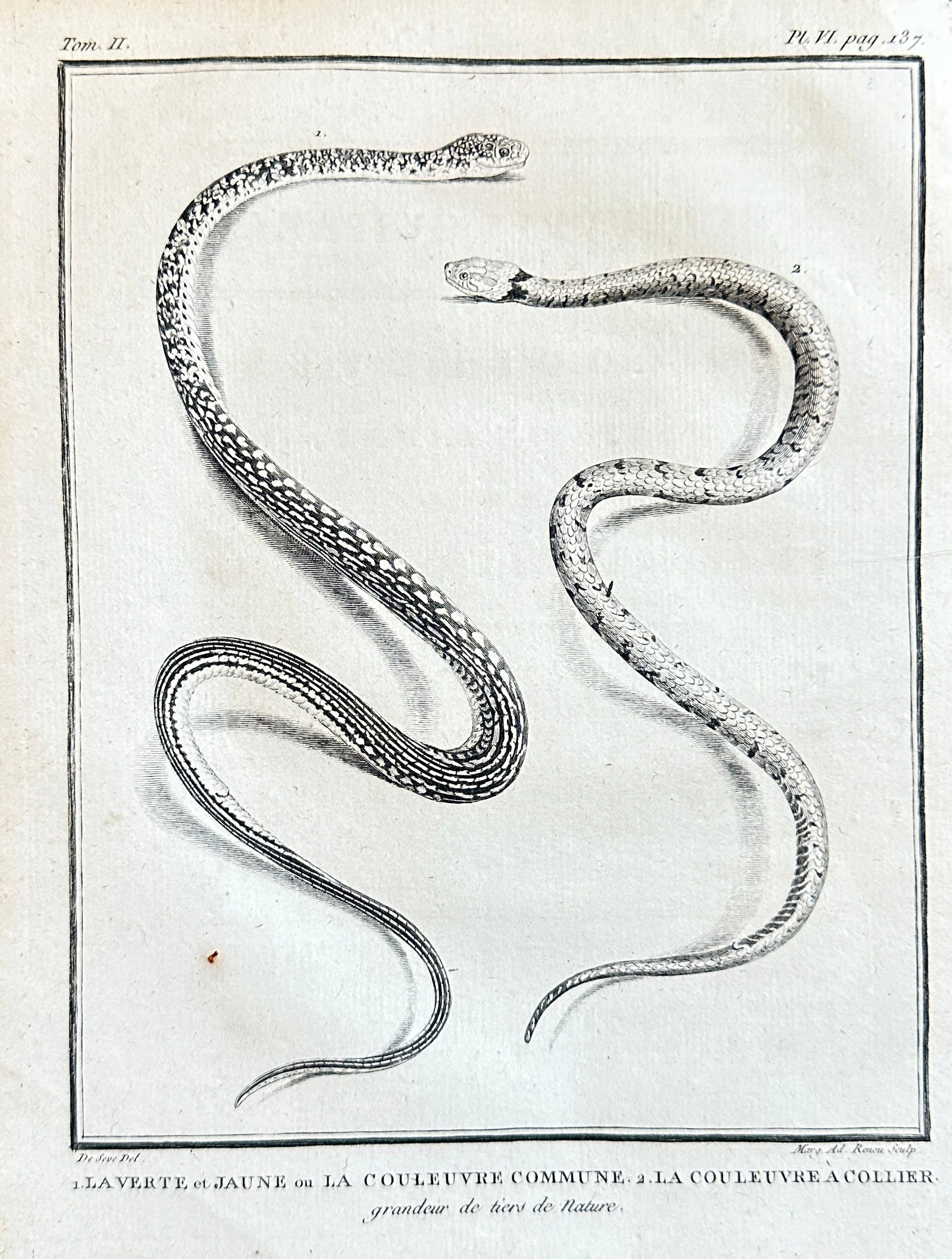 Jacques de Sève – Green and Yellow Snake and Grass Snake (Plate VI) – Engraving (1780-1789) (1 of 3)