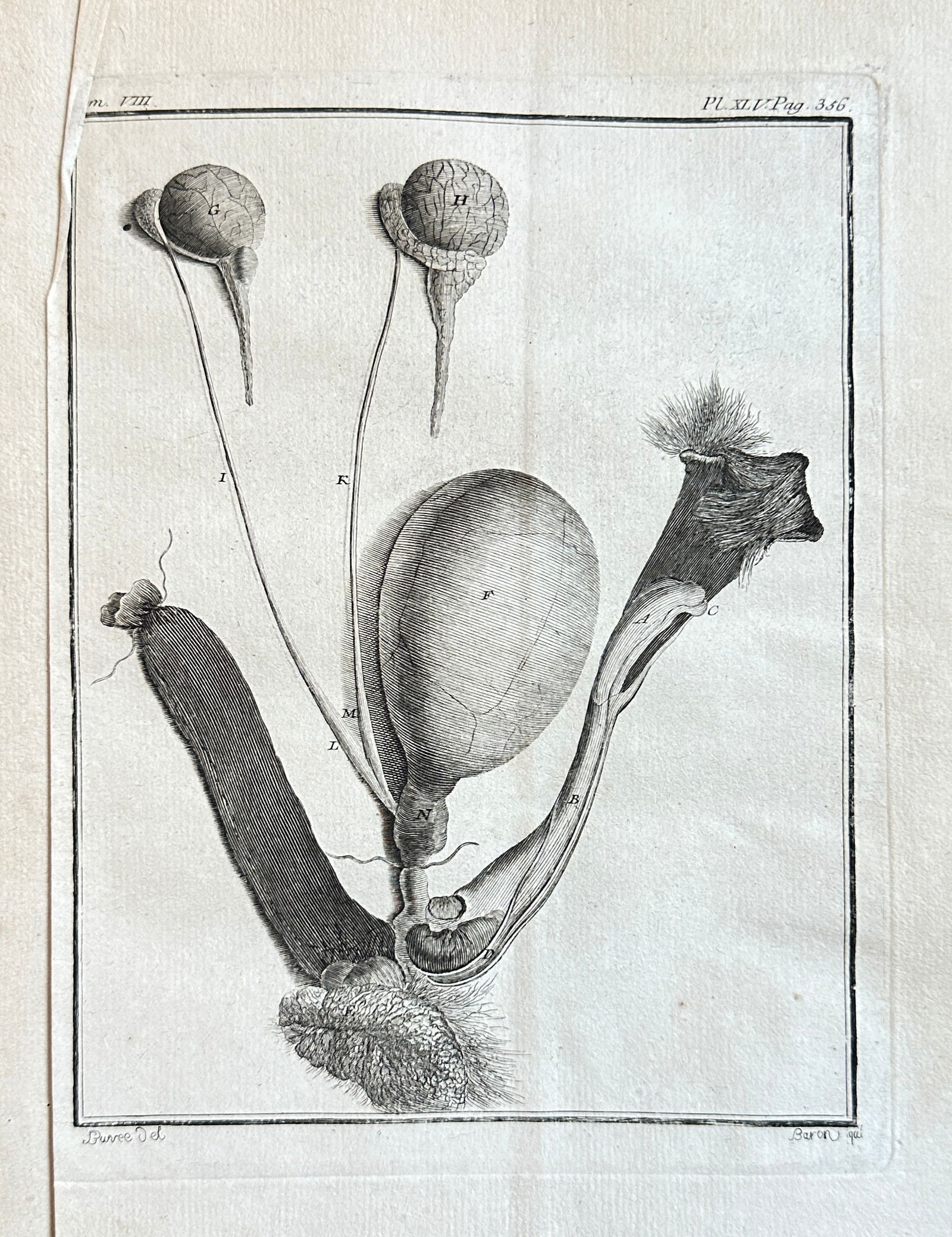 Jacques de Sève – Anatomy of Reproductive Organs from Buffon's "Histoire Naturelle": This meticulously detailed engraving from the third volume of Georges-Louis Leclerc, Comte de Buffon's monumental "Histoire Naturelle" (Natural History), presents a complex anatomical illustration of