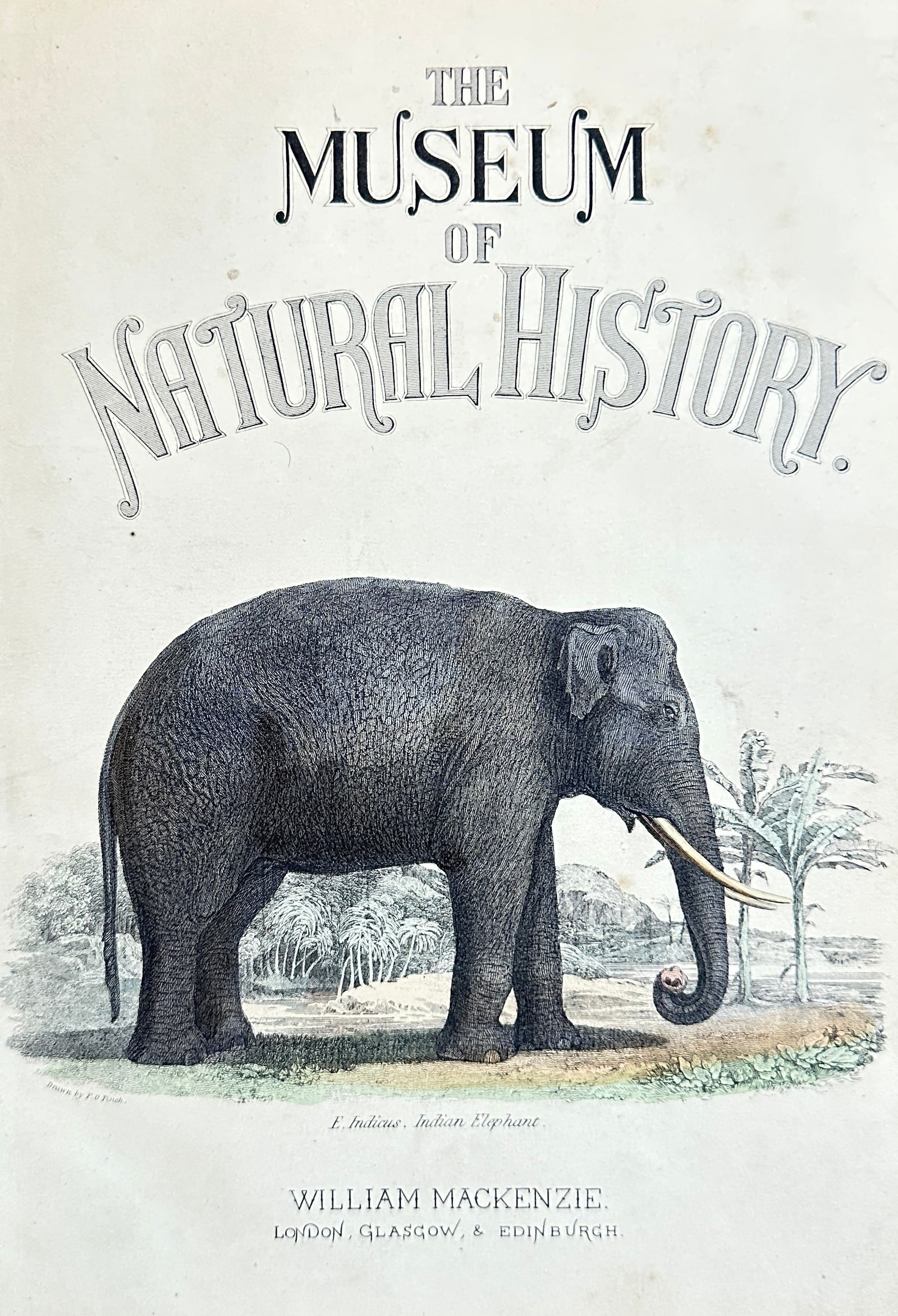 Francis Oliver Finch – Indian Elephant (Frontispiece for The Museum of Natural History) (1 of 3)
