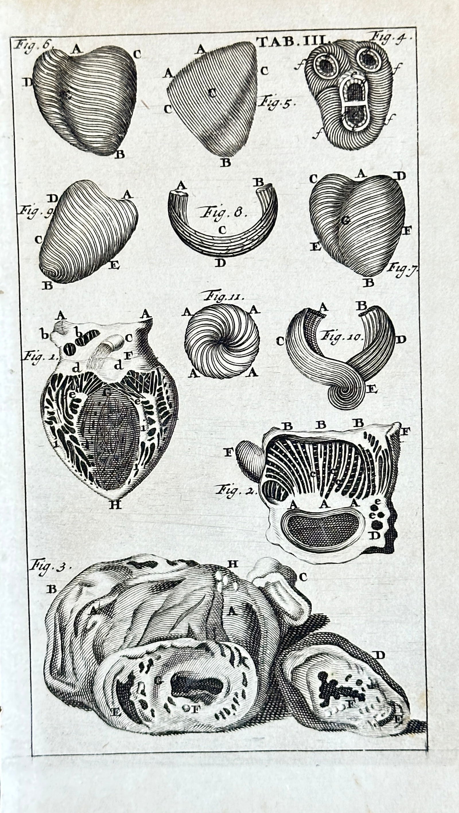 Steven Blankaart – Comparative Anatomy of Hearts and Organs from "Anatomia reformata": This meticulously detailed engraving, identified as Table III (TAB. III.), presents a series of intricate anatomical studies, primarily focusing on the comparative anatomy of hearts and other internal
