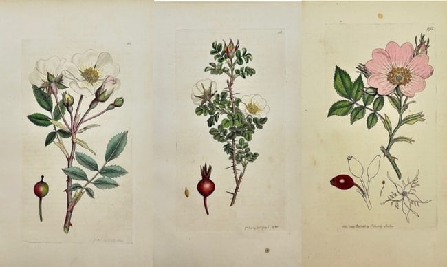 James Sowerby – Set of 3 Plates: Rosa arvensis, Rosa spinosissima – Hand-coloured Engravings (1 of 4)