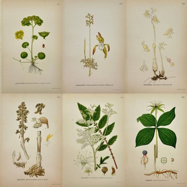 Carl Lindman – Set of 6 Prints – Chromolithographs from "Bilder ur Nordens Flora" (1 of 7)