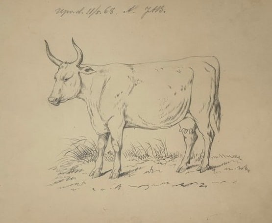 Unknown Artist (Active 19th Century) – Study of a Cow – Pencil Drawing (19th Century) (1 of 3)