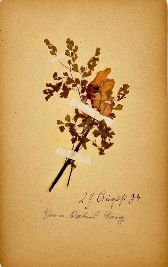 Unknown – Botanical Specimen with Handwritten Inscription – 1894 (1 of 2)