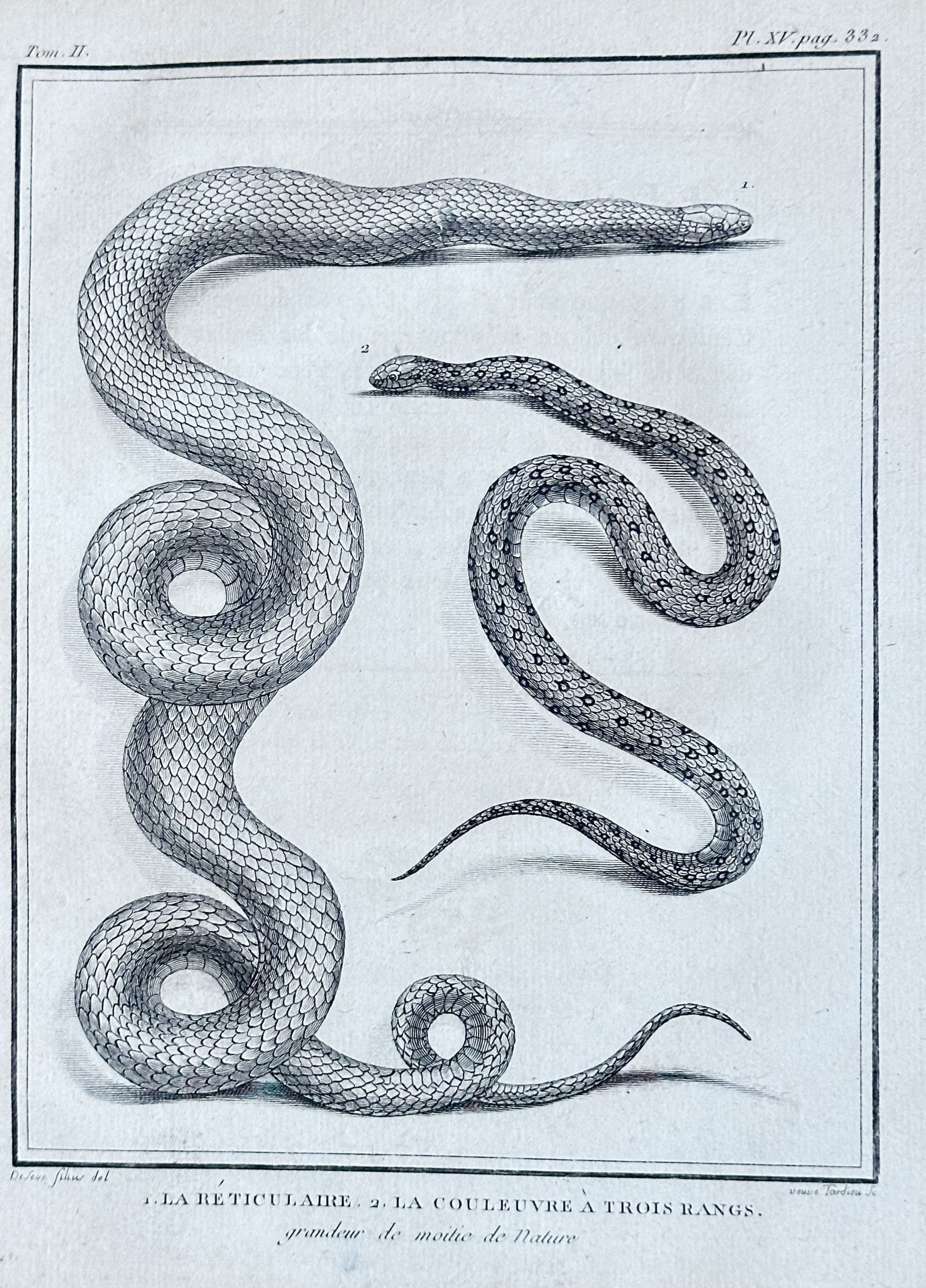 acques de Sève – Reticulated Snake and Three-rowed Grass Snake – Engraving (1789) (1 of 3)