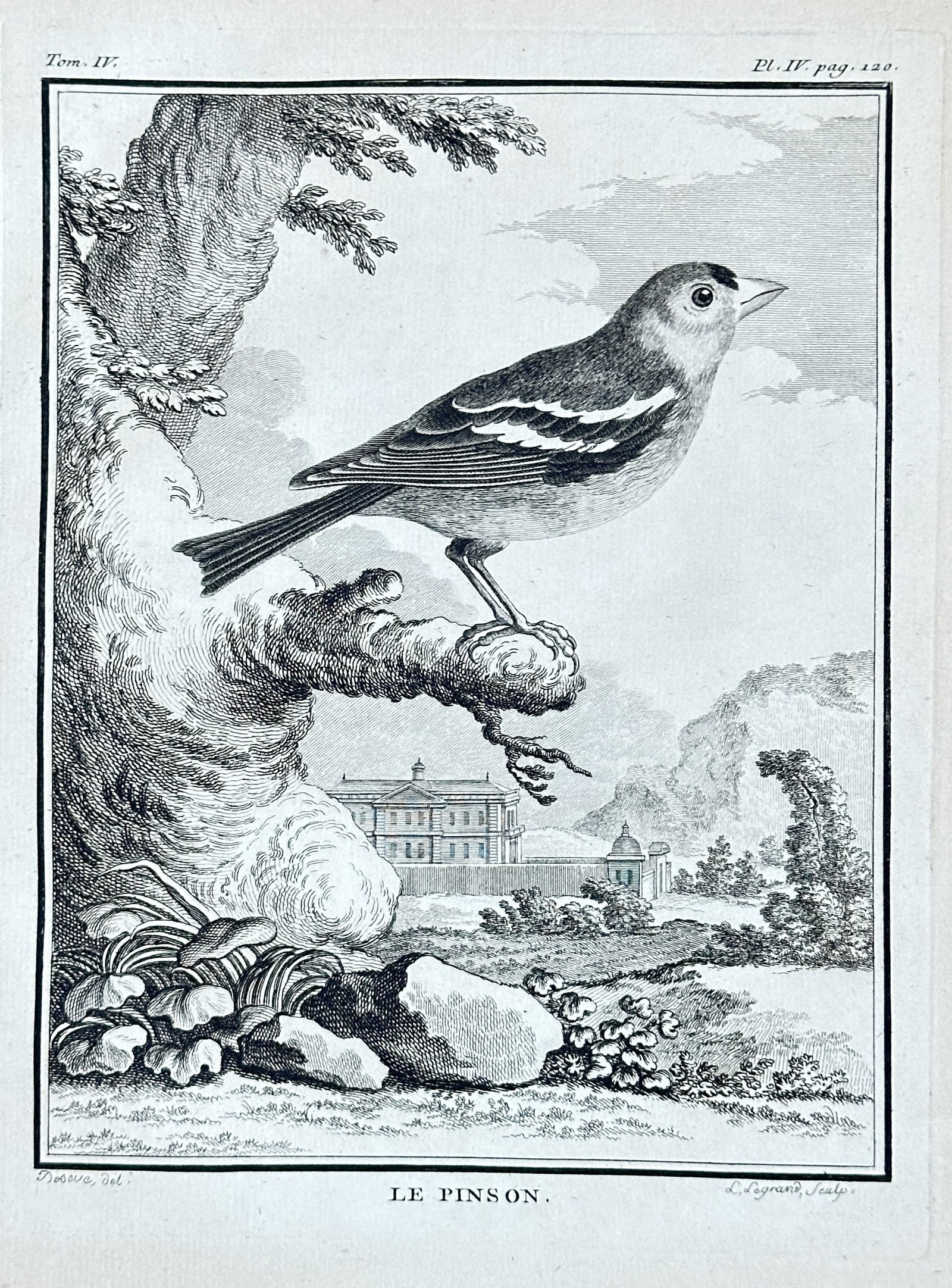 Jacques de Sève – The Chaffinch (Le Pinson) from "Histoire Naturelle des Oiseaux" – Engraving: This meticulously detailed engraving, plate II from the second volume of Buffon's monumental "Histoire Naturelle des Oiseaux" (Natural History of Birds), features "LE PINSON." (The Chaffinch, Fringill