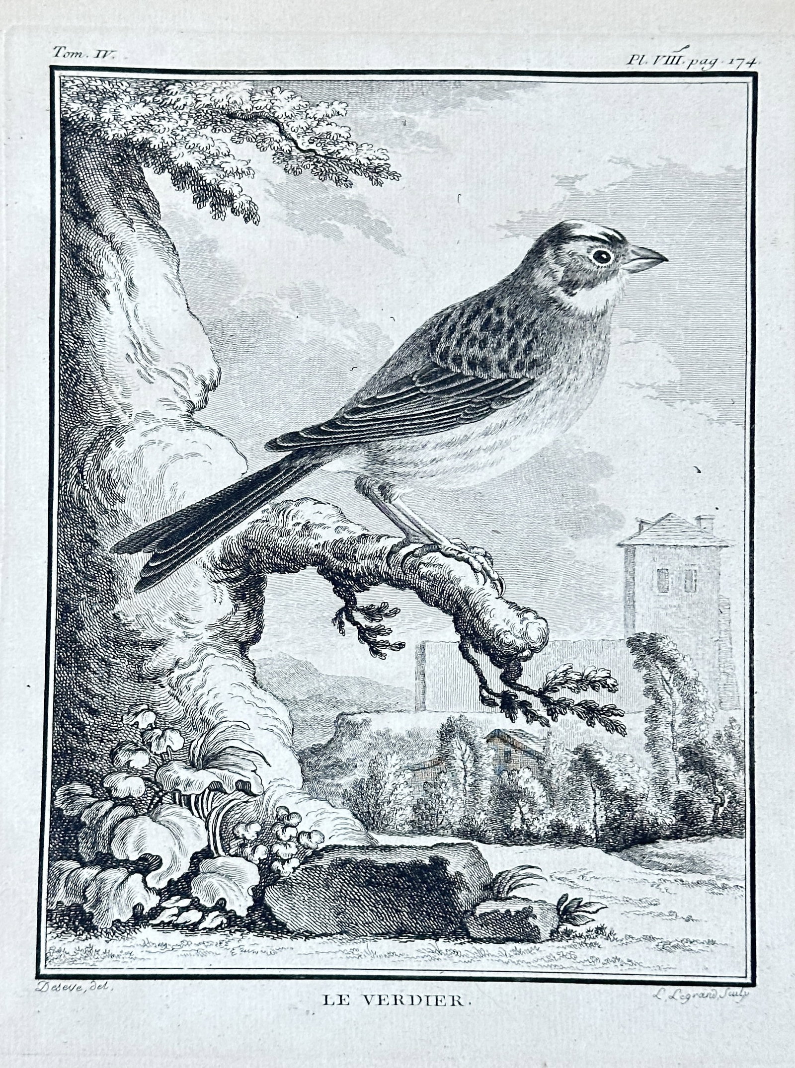Jacques de Sève – The Greenfinch (Le Verdier) from "Histoire Naturelle des Oiseaux" – Engraving: This meticulously detailed engraving, plate VIII from the third volume of Buffon's monumental "Histoire Naturelle des Oiseaux" (Natural History of Birds), features "LE VERDIER." (The Greenfinch, Chlor