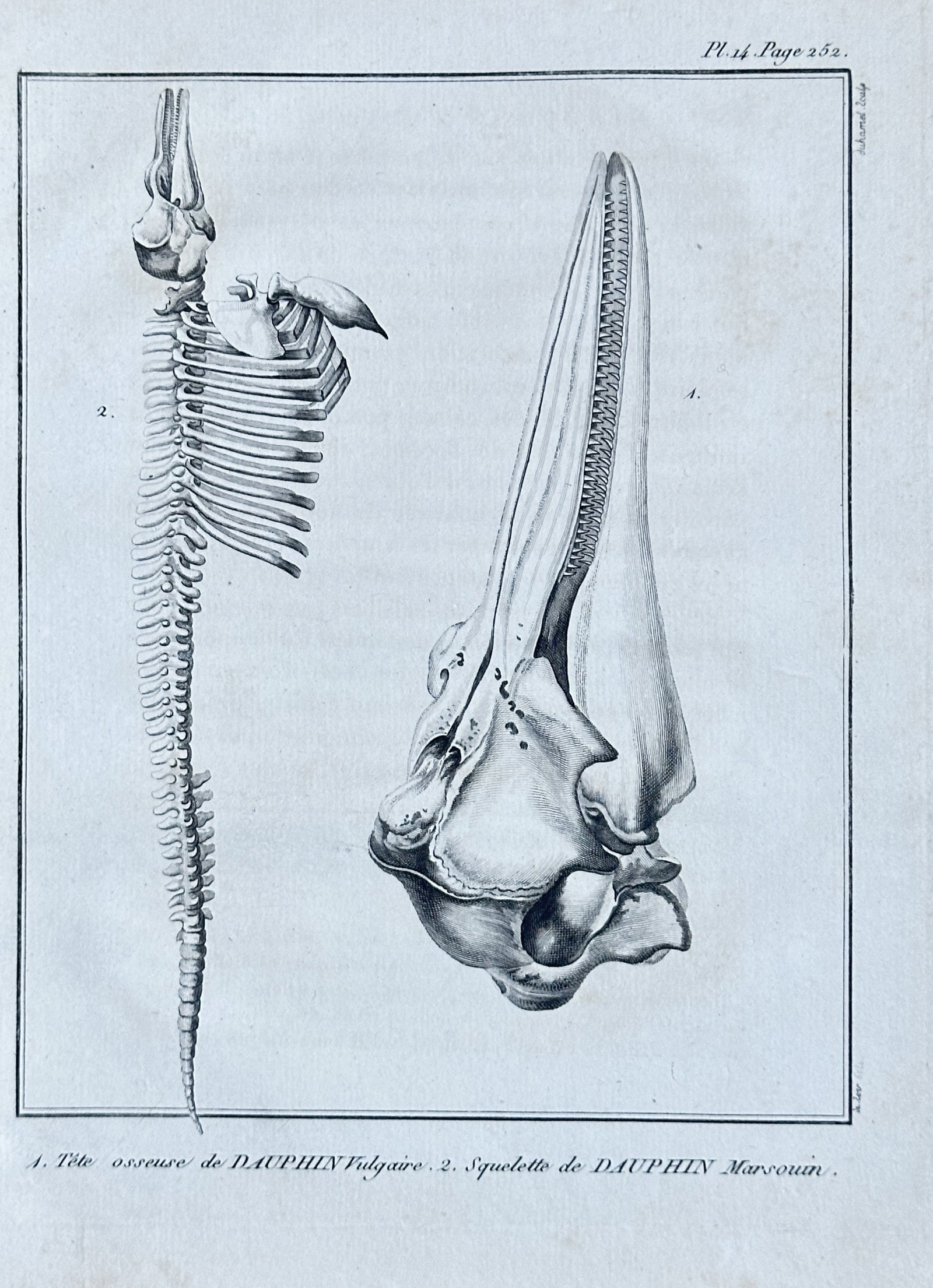 Jacques de Sève – Common Dolphin Skull and Porpoise Skeleton – Engraving (1804): This scientifically detailed engraving from Lacépède's comprehensive "Histoire Naturelle des Cétacées" (Natural History of Cetaceans), meticulously illustrates the skeletal structures of dolphins 
