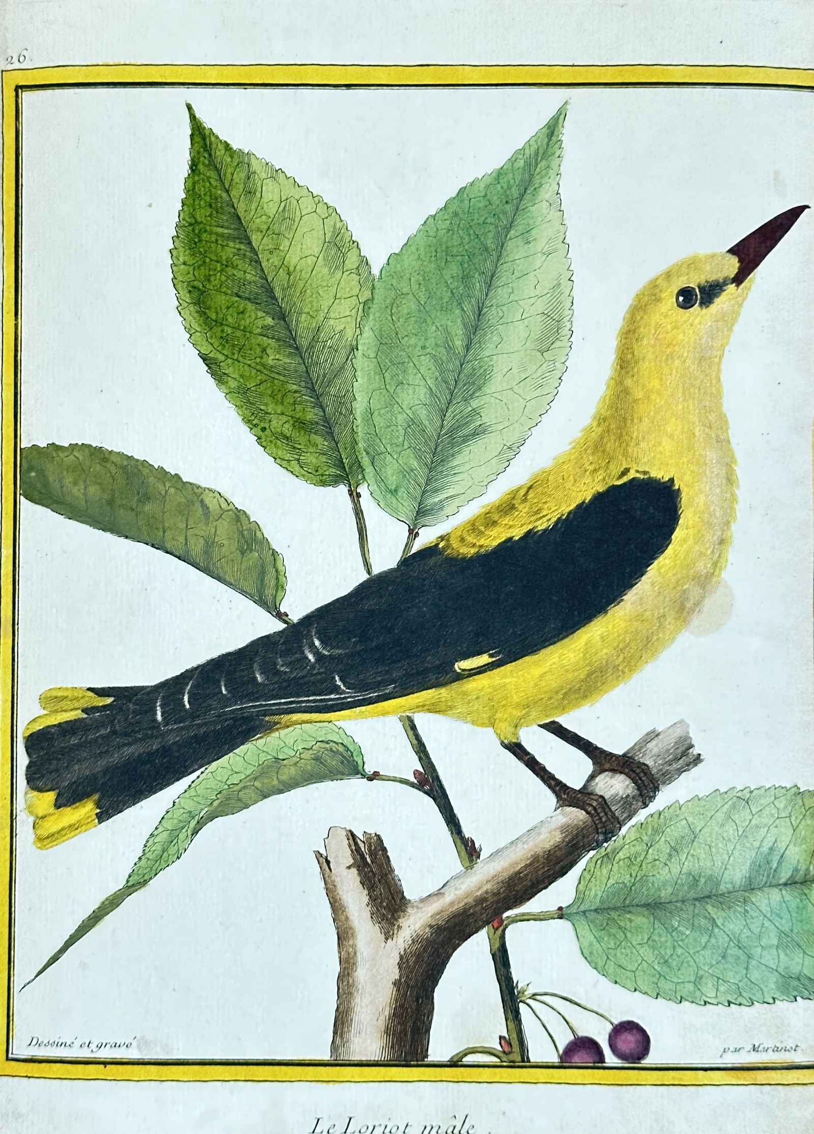 François Nicolas Martinet – The Male Oriole from "Planches Enluminées d'Histoire Naturelle" (1 of 3)