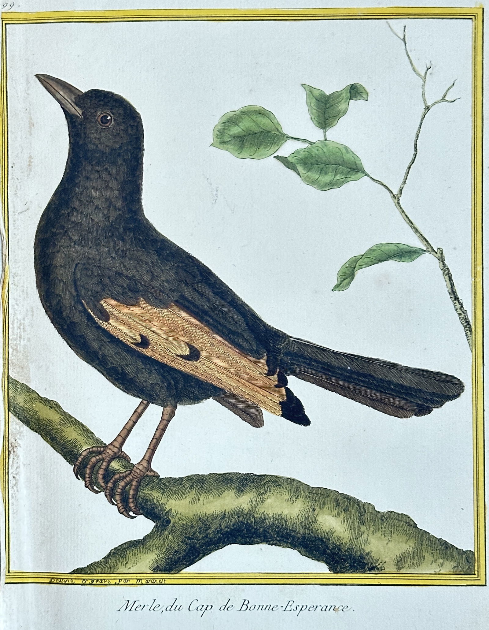 François Nicolas Martinet – Blackbird from the Cape of Good Hope – Hand-colored Engraving (1 of 3)