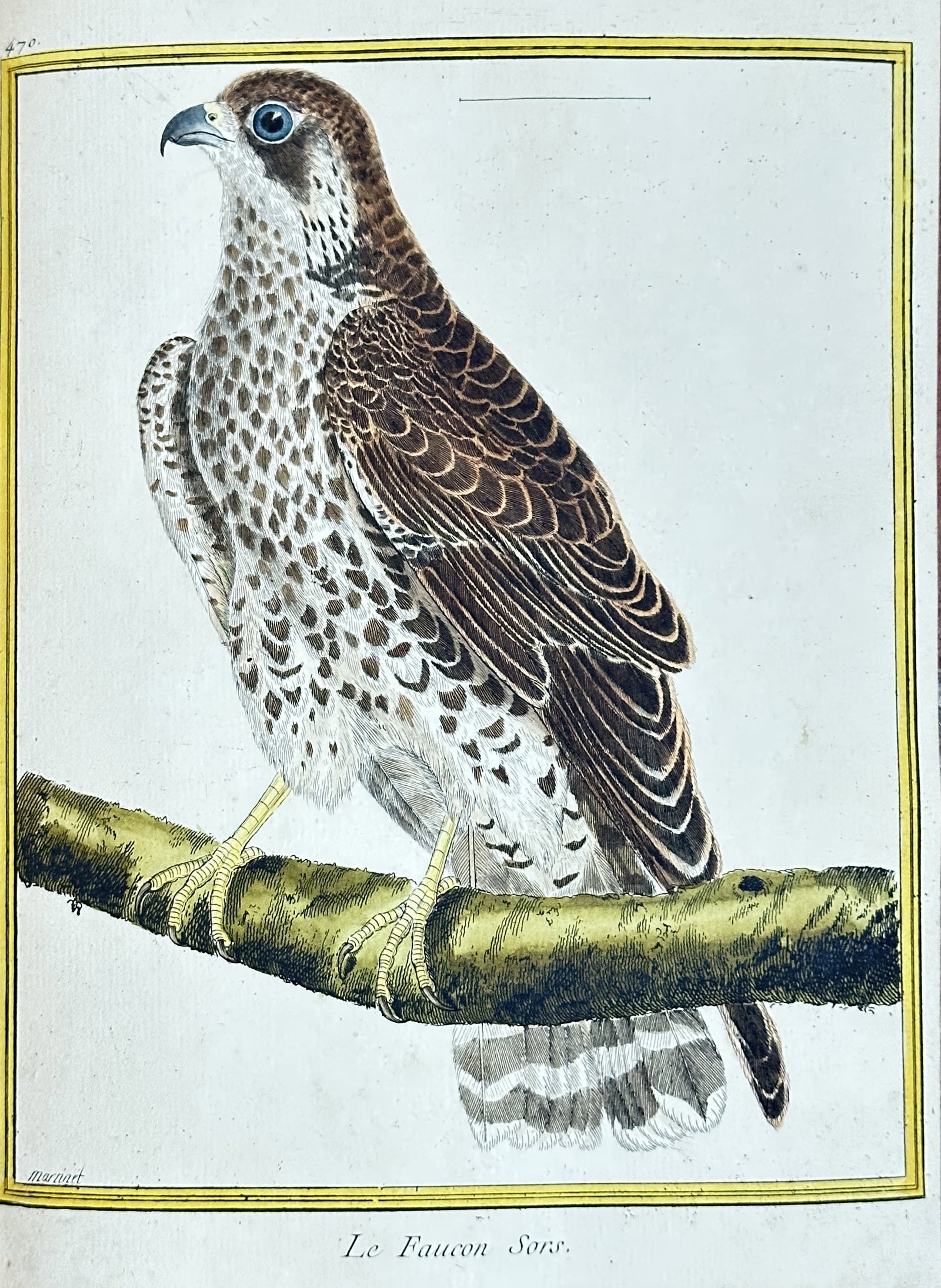 François Nicolas Martinet – The Saker Falcon from "Planches Enluminées d'Histoire Naturelle": This vibrant hand-colored engraving from François Nicolas Martinet's renowned "Planches Enluminées d'Histoire Naturelle," showcases "Le Faucon Sarc." (The Saker Falcon, Falco cherrug). The majestic 