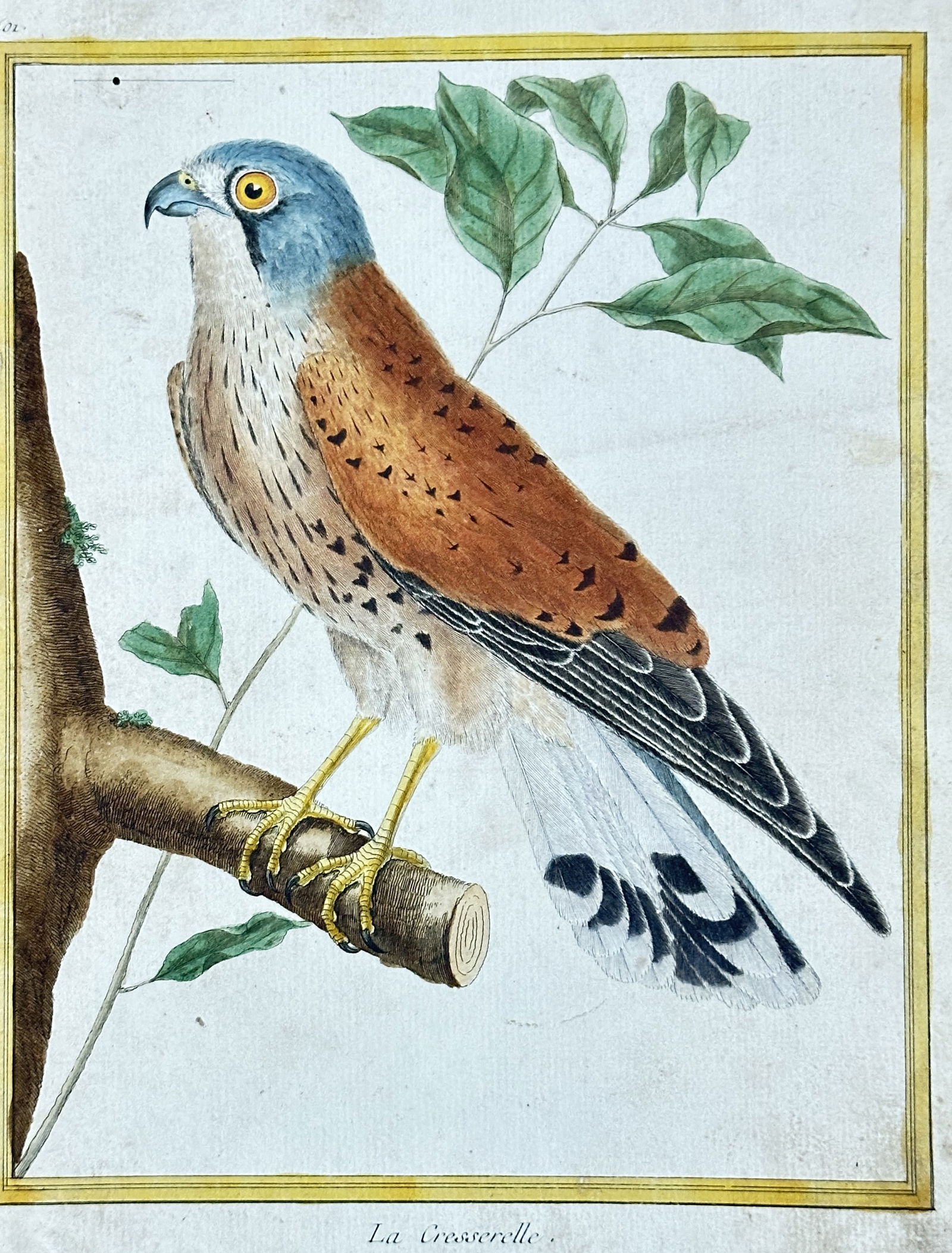 François Nicolas Martinet – The Kestrel from "Planches Enluminées d'Histoire Naturelle" (1 of 3)