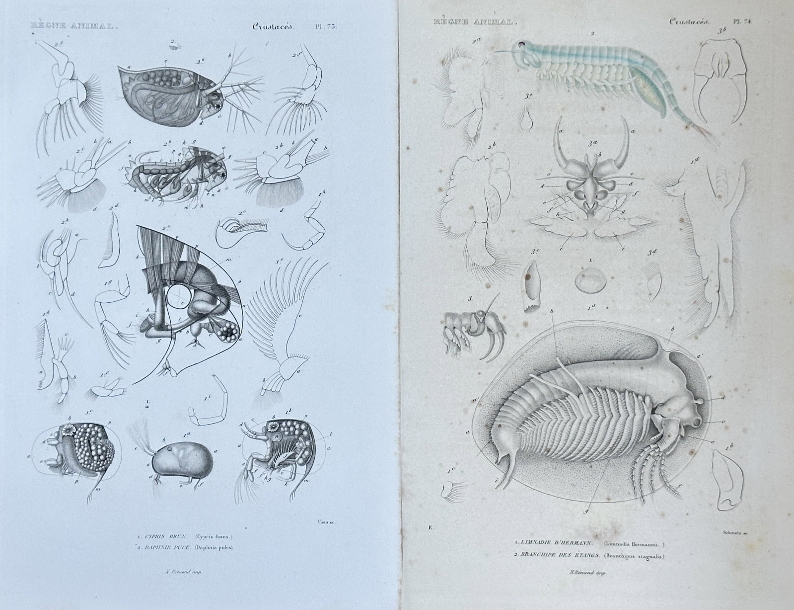 Georges Cuvier – Microscopic and Larger Crustaceans from "Le Règne Animal" – Engraving (: This highly detailed engraving, spanning two pages from the "Crustacés" (Crustaceans) section of Georges Cuvier's monumental "Le Règne Animal" (The Animal Kingdom), presents a comprehensive series o