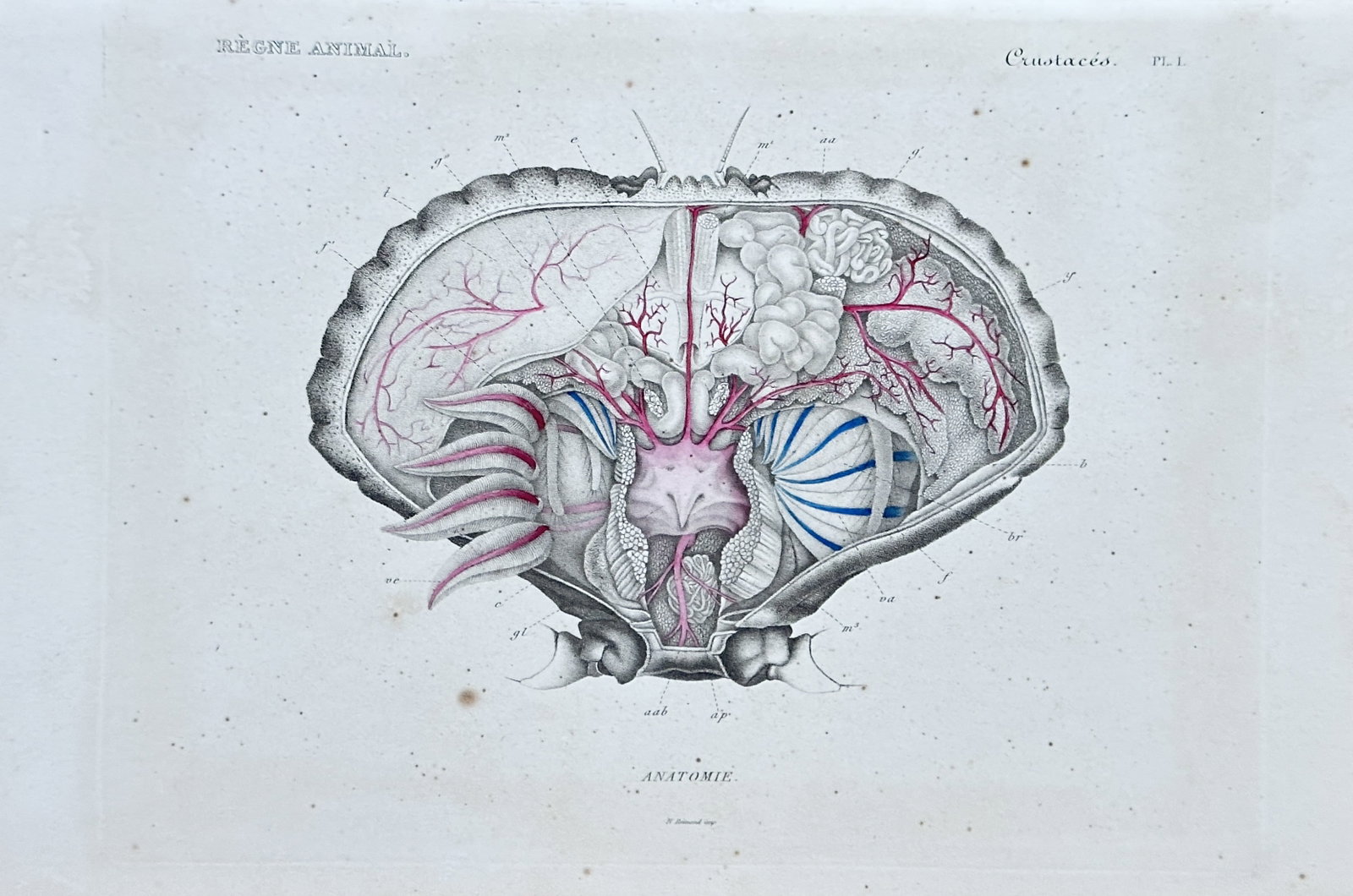 Georges Cuvier – Anatomy of a Crustacean Head/Brain from "Le Règne Animal" - Engraving: This highly detailed hand-colored engraving from the "Crustacés" (Crustaceans) section of Georges Cuvier's monumental "Le Règne Animal" (The Animal Kingdom), presents a comprehensive anatomical illu